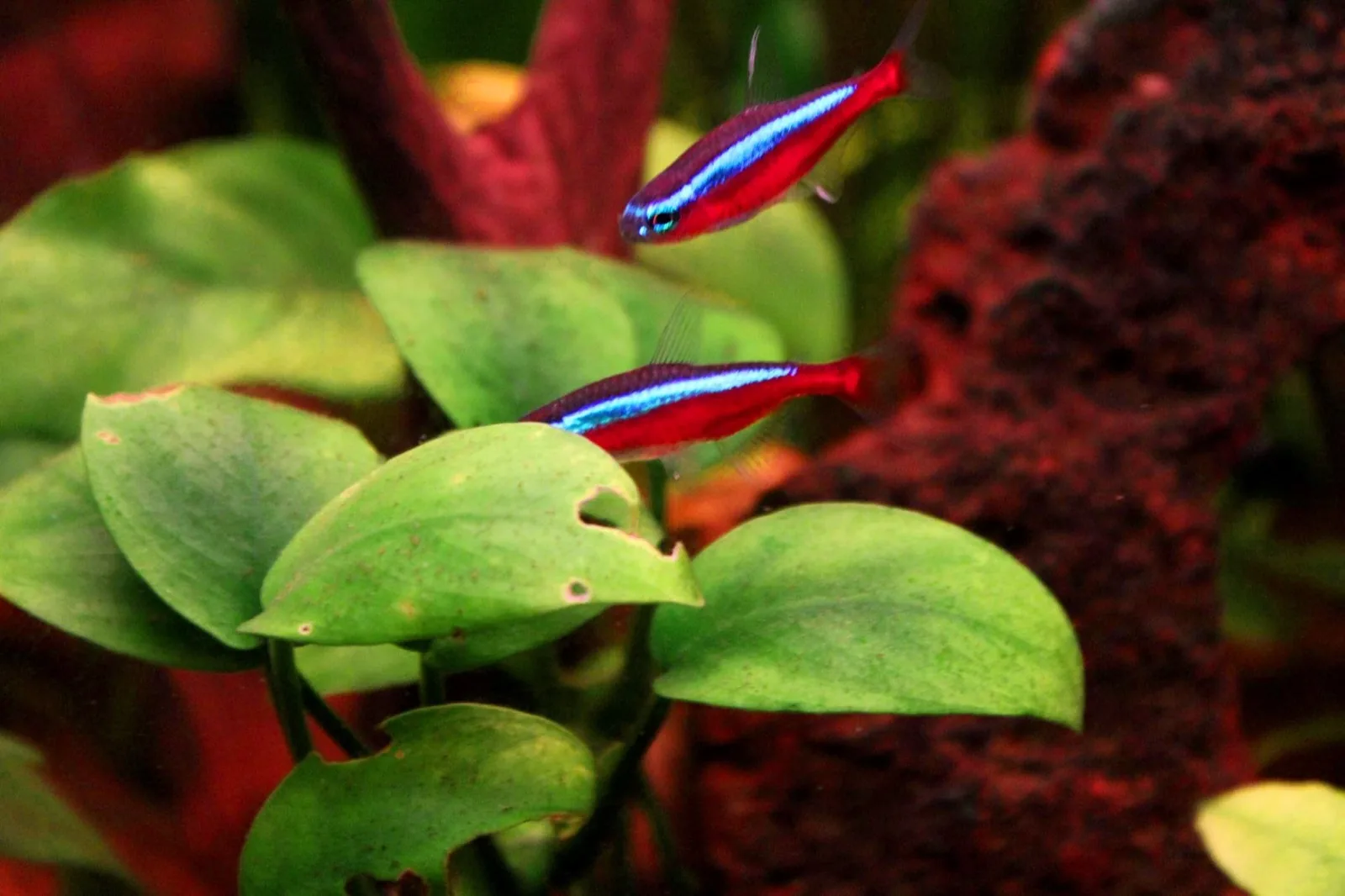 Cardinal Tetra (Paracheirodon axelrodi)