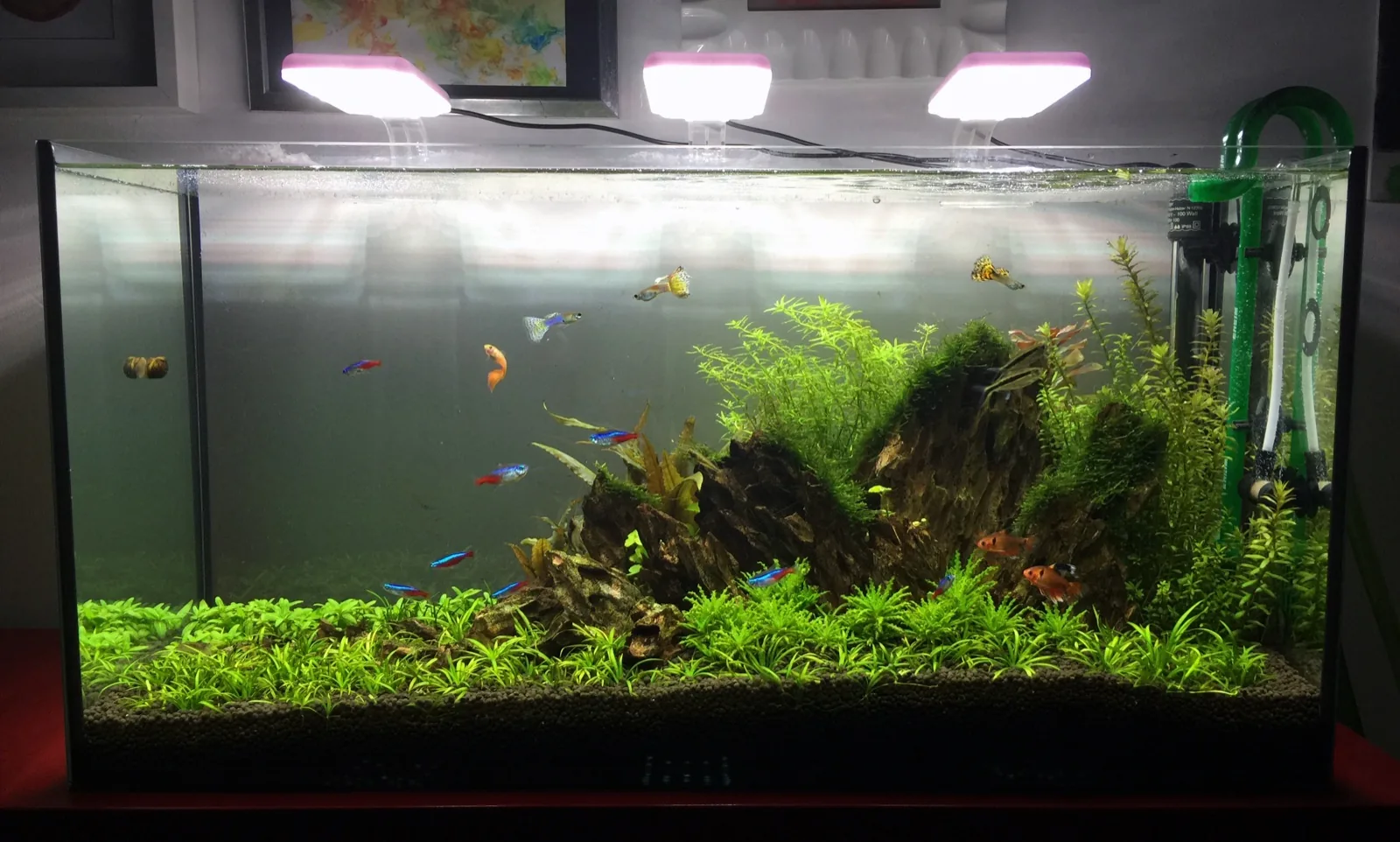 Cardinal Tetra (Paracheirodon axelrodi)