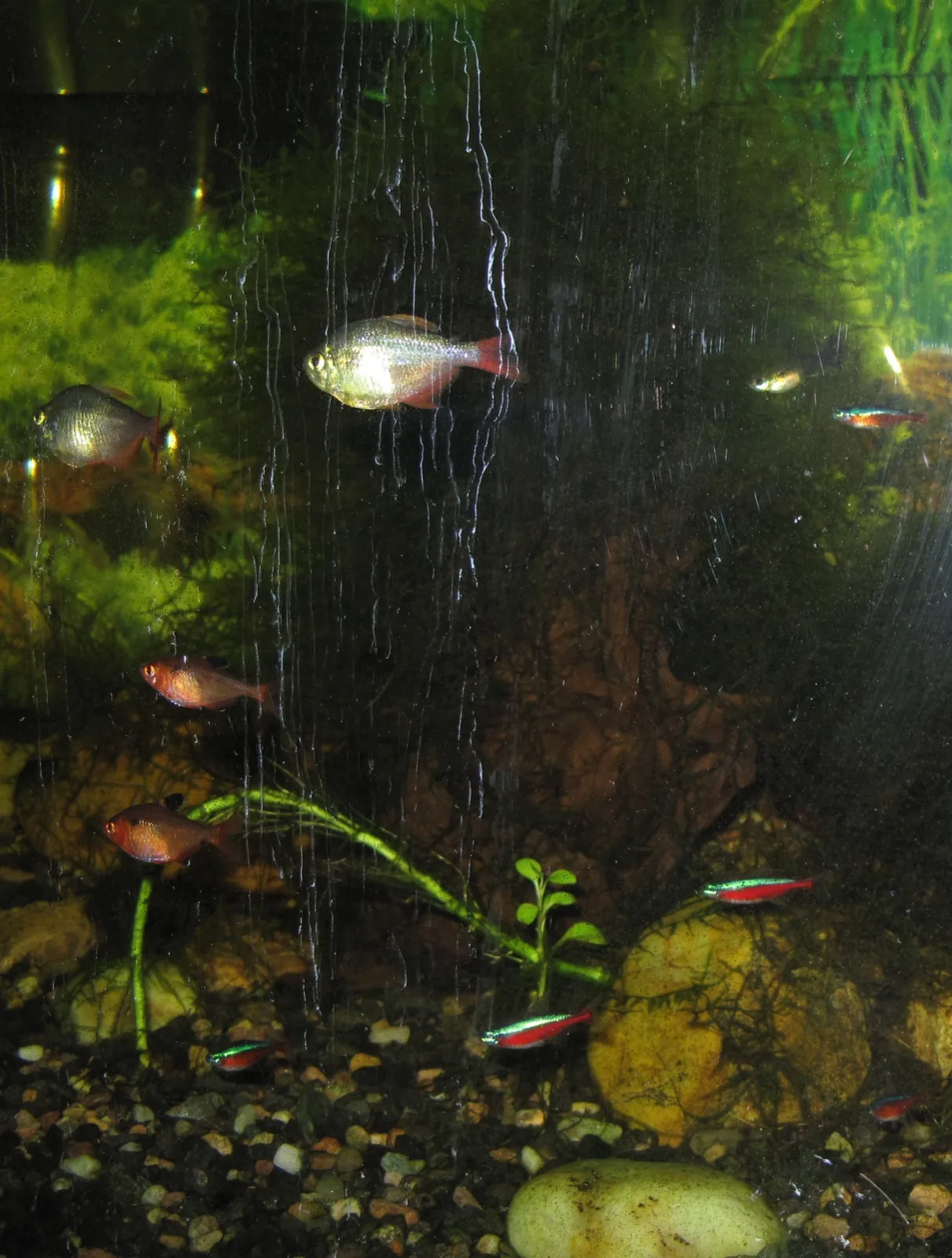 Cardinal Tetra (Paracheirodon axelrodi)