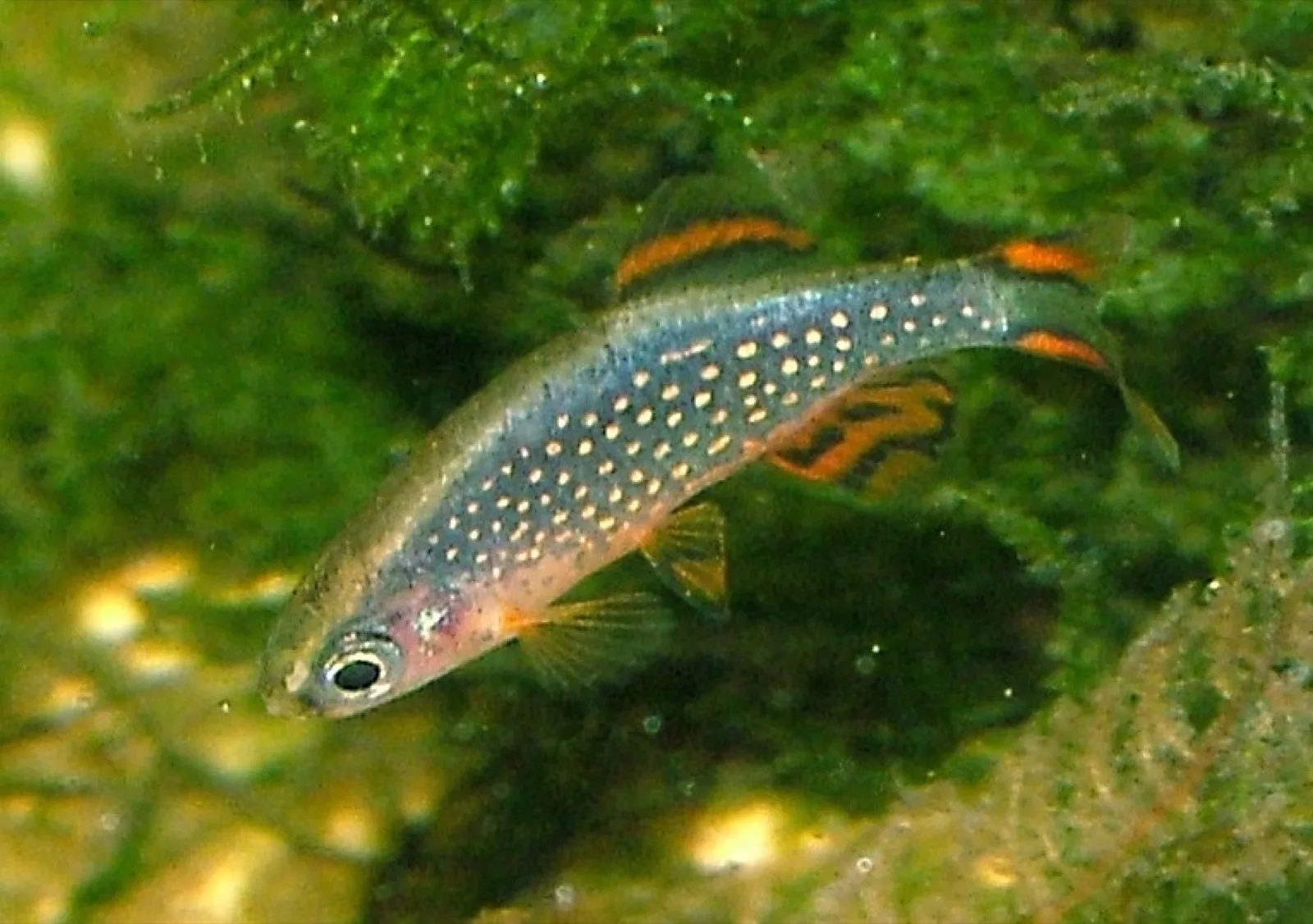Celestial Pearl Danio (Danio margaritatus)