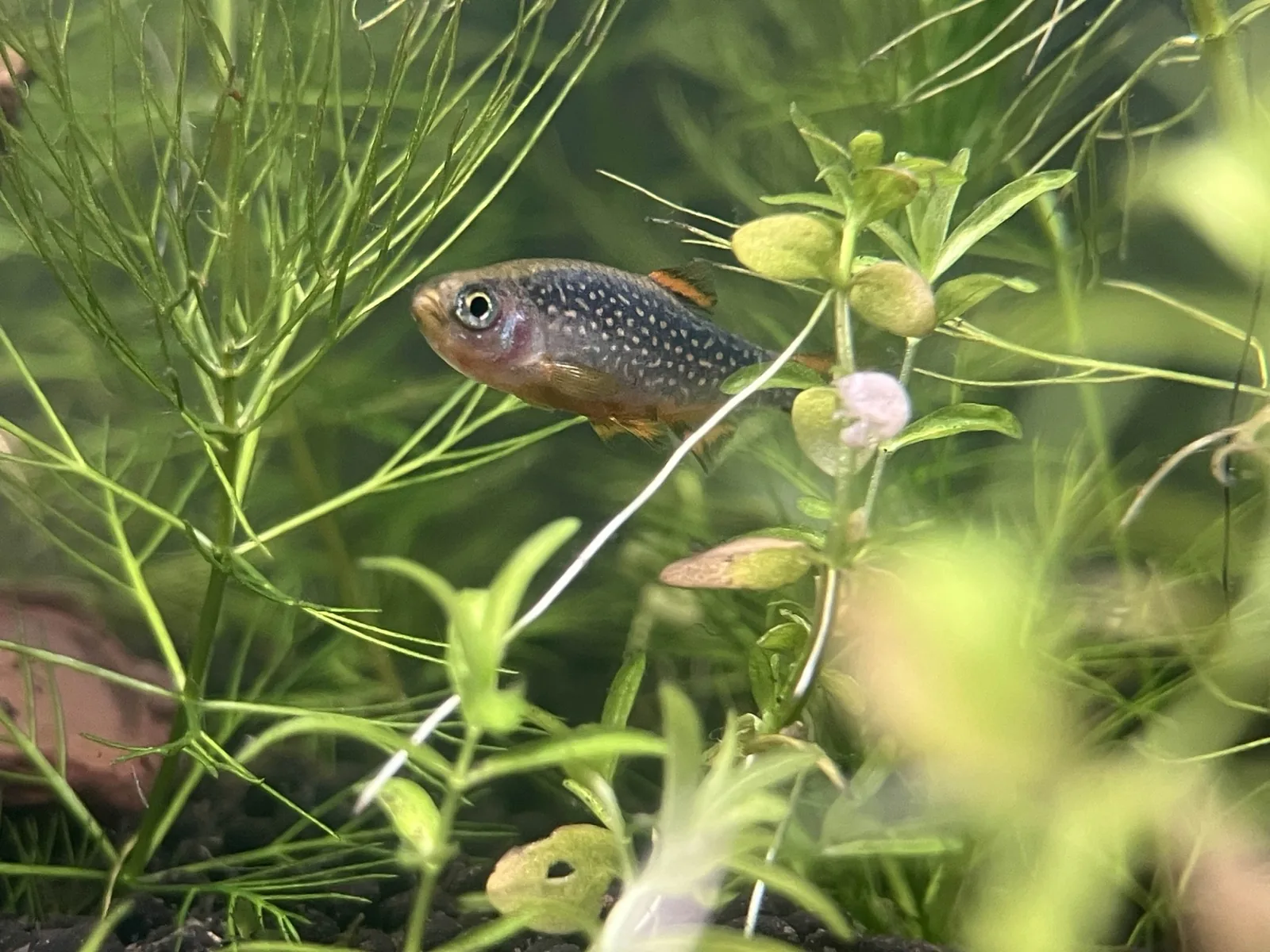 Celestial Pearl Danio (Danio margaritatus)