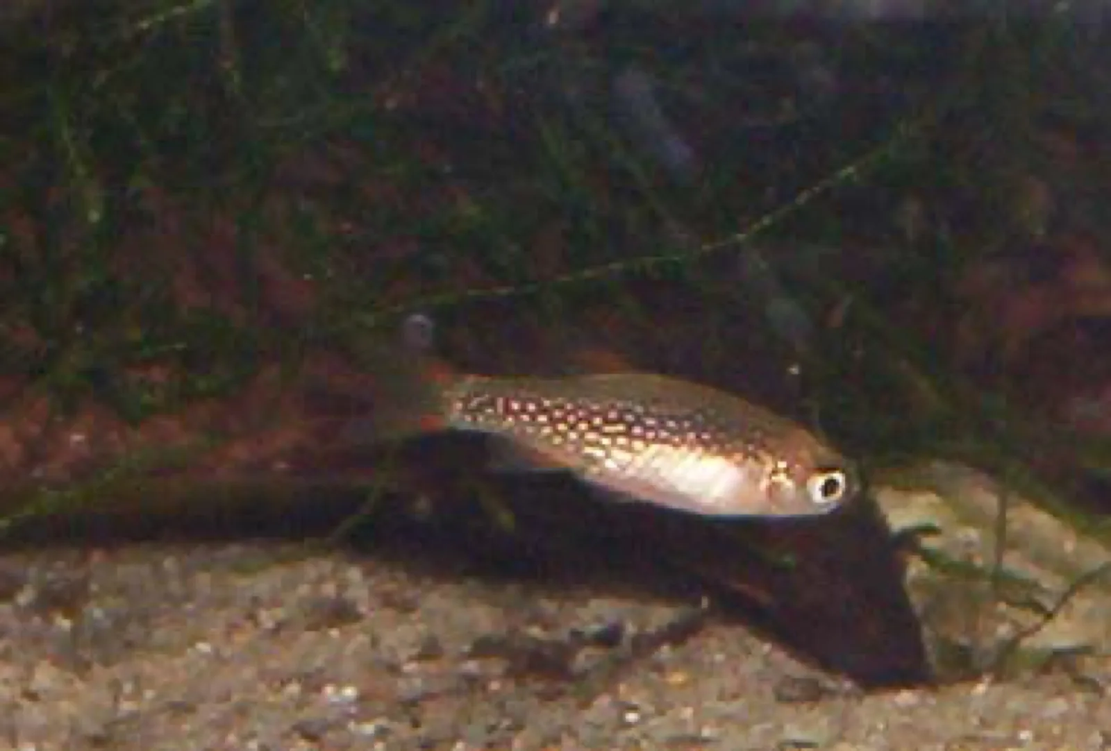 Celestial Pearl Danio (Danio margaritatus)