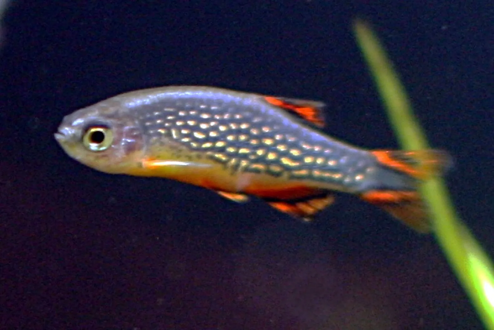 Celestial Pearl Danio (Danio margaritatus)