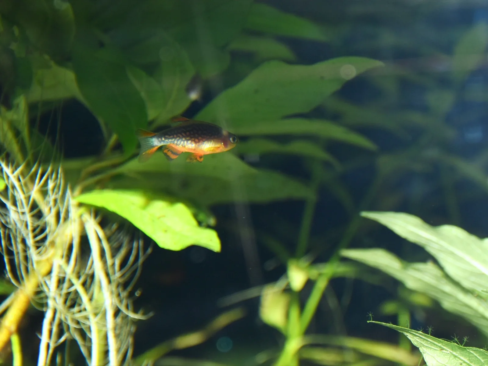Celestial Pearl Danio (Danio margaritatus)