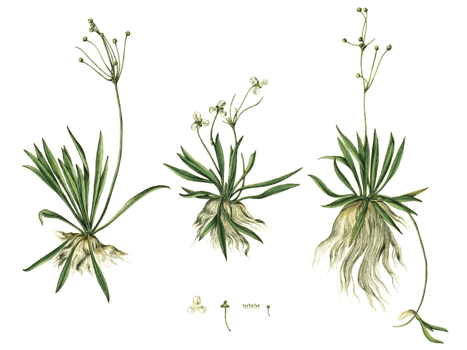 Chain Sword (Helanthium tenellum)