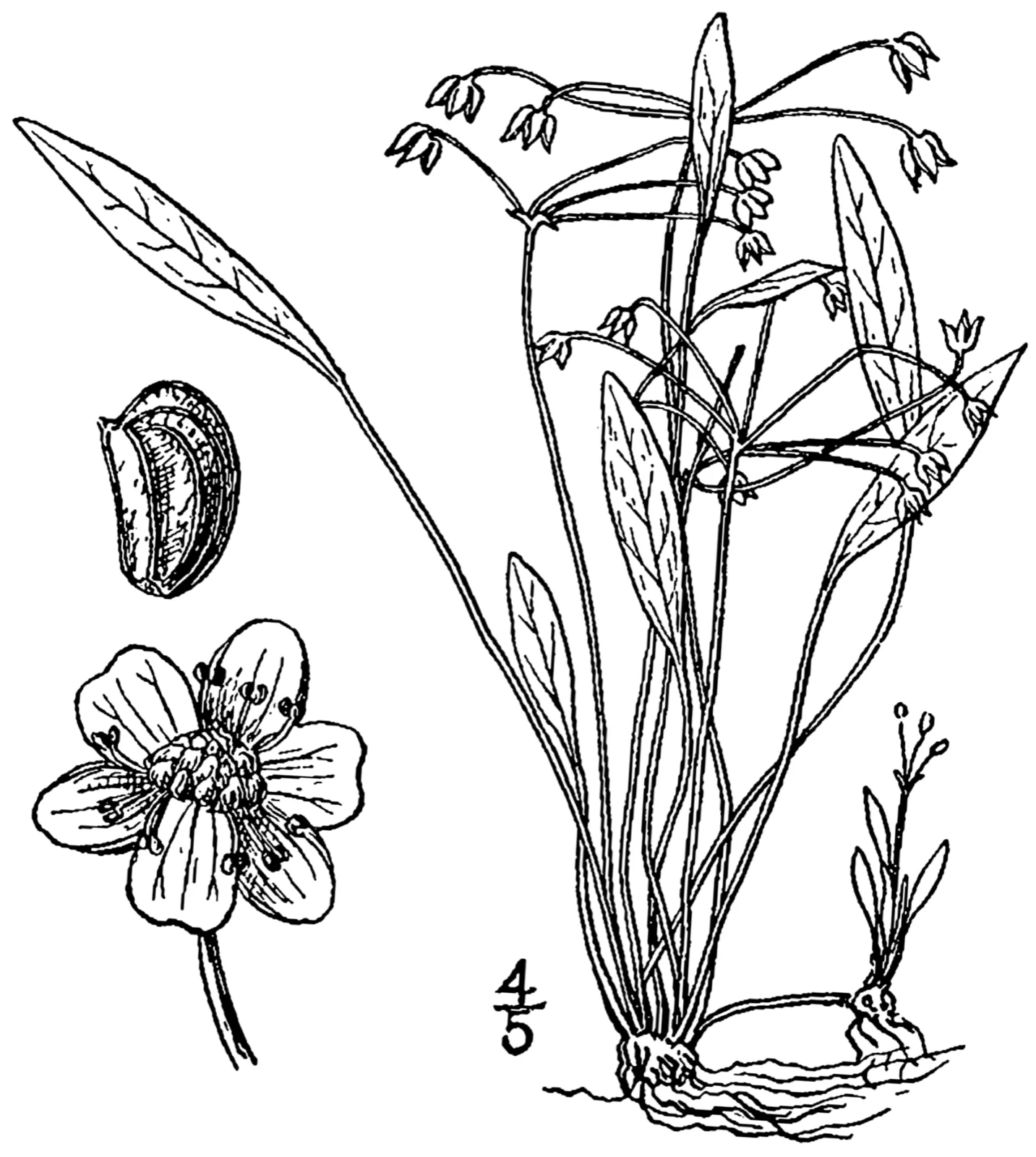 Chain Sword (Helanthium tenellum)