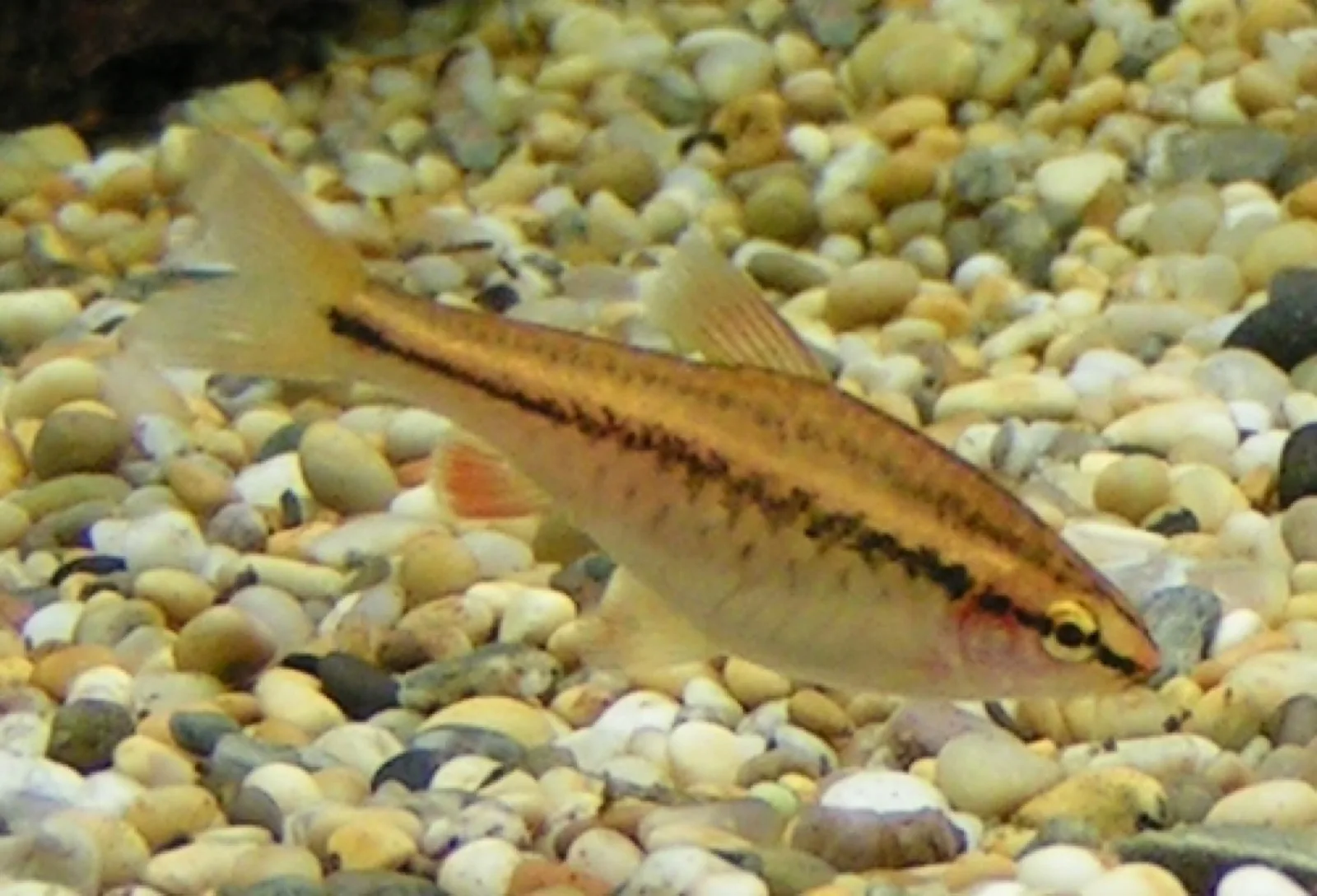 Cherry Barb (Puntius titteya)