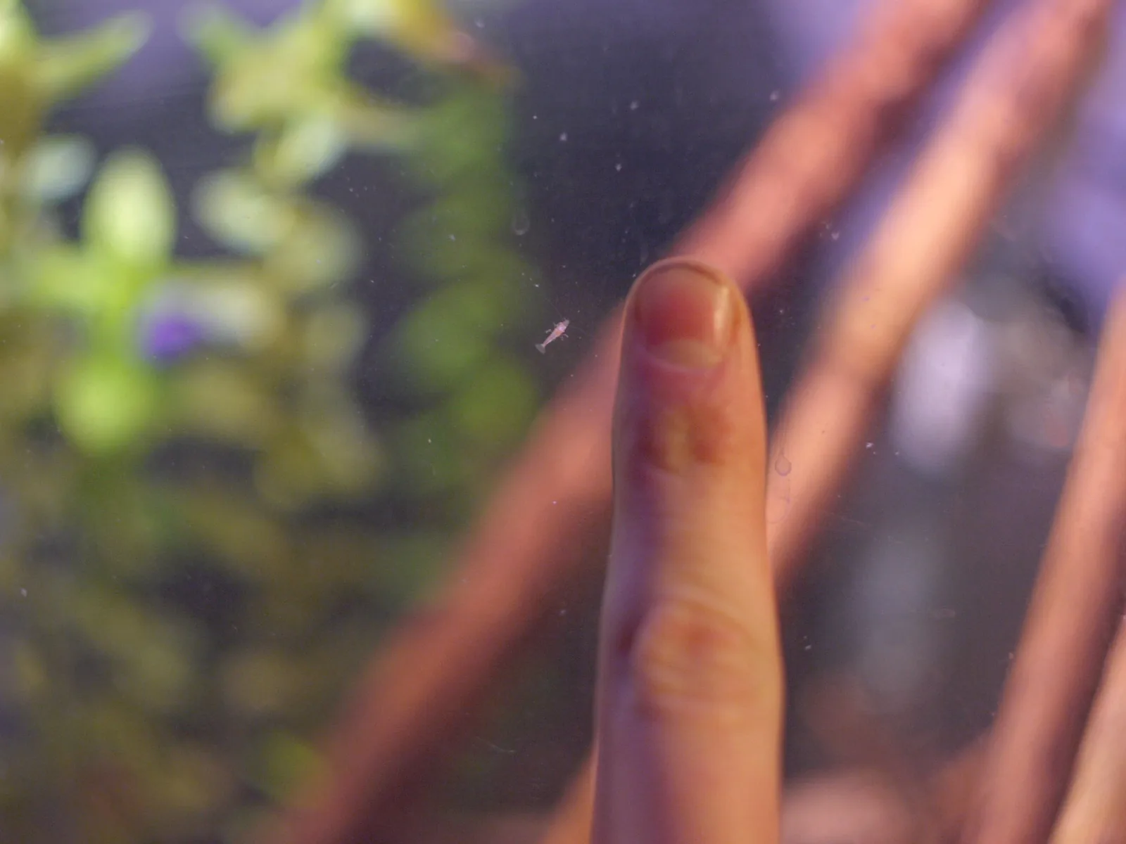 Red Cherry Shrimp (Neocaridina davidi)