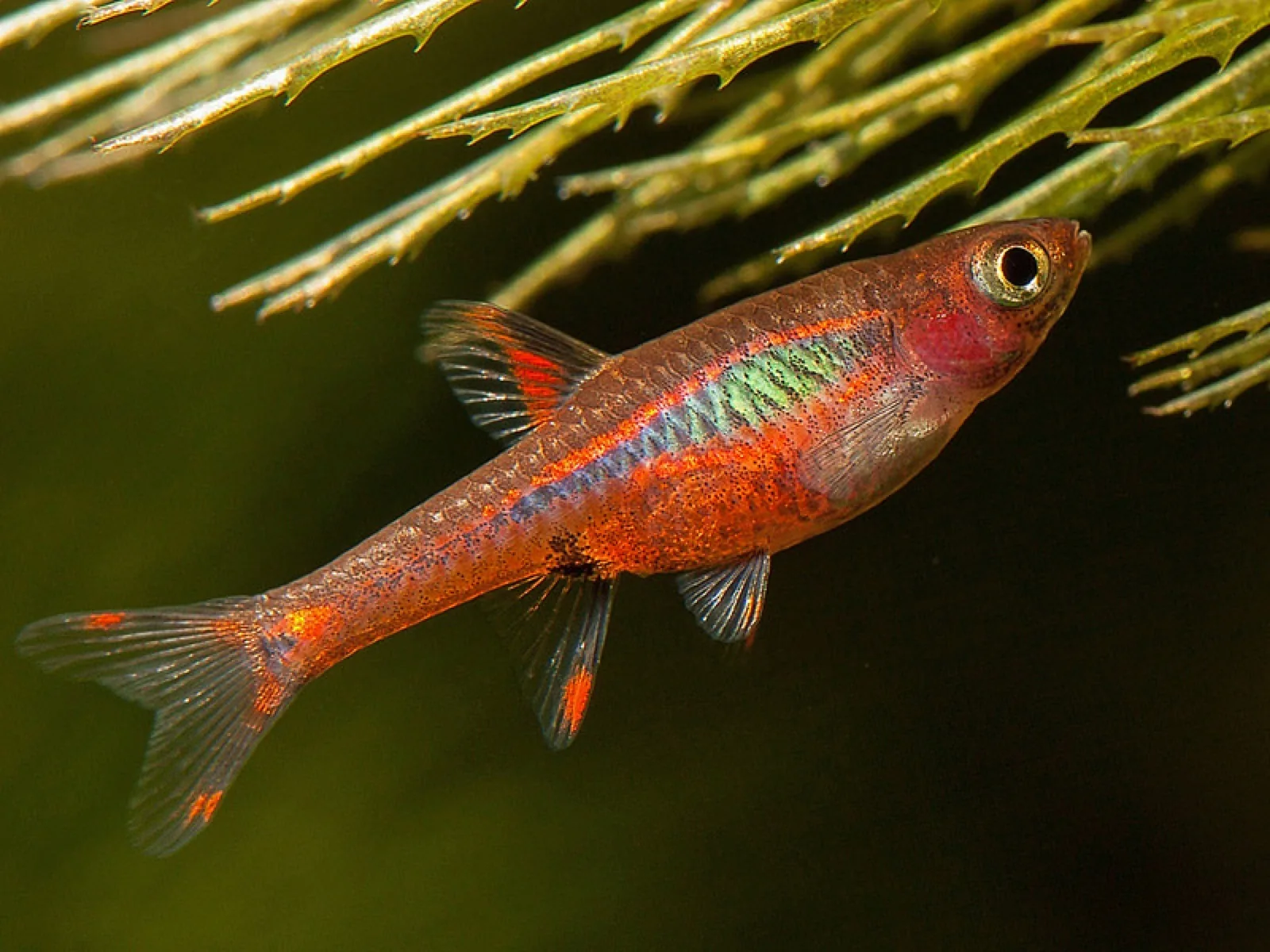 Chili Rasbora (Boraras brigittae)