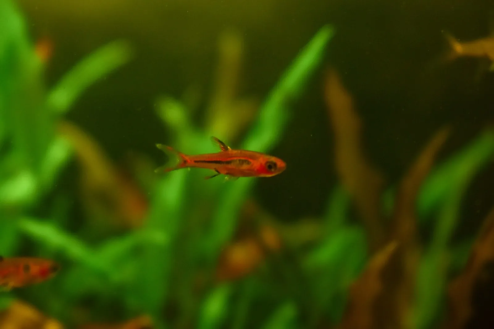Chili Rasbora (Boraras brigittae)