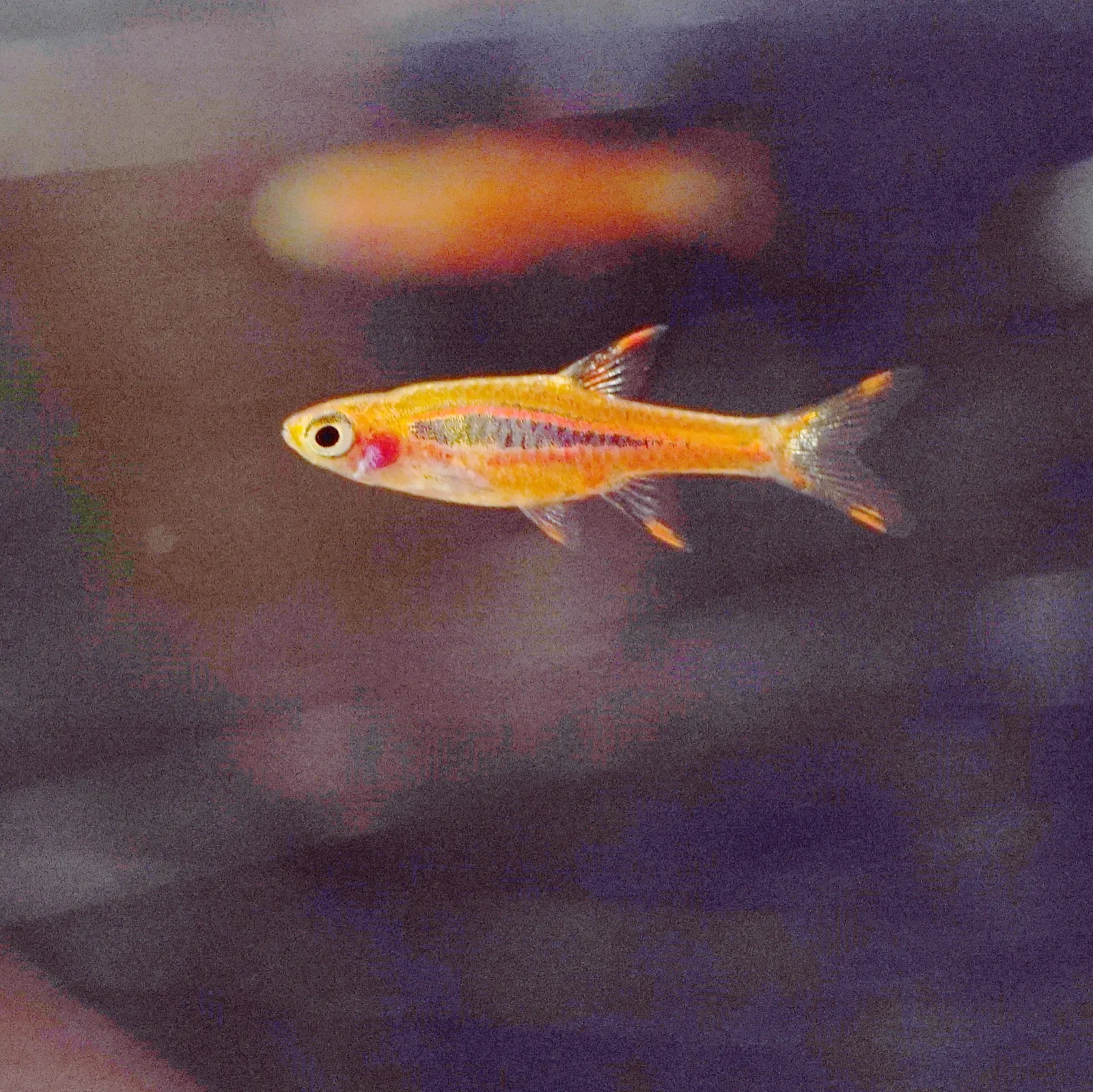 Chili Rasbora (Boraras brigittae)