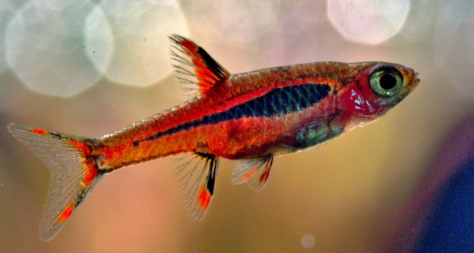 Chili Rasbora (Boraras brigittae)