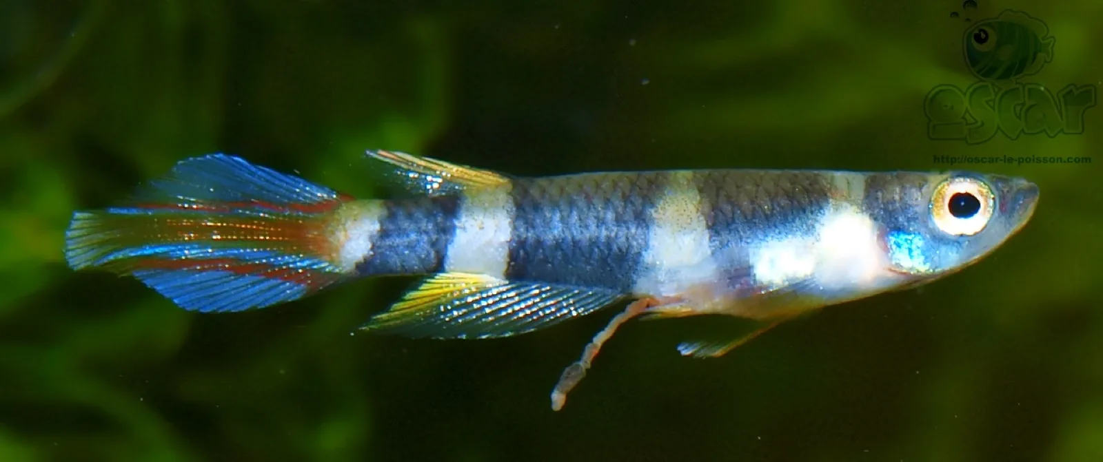 Clown Killifish (Epiplatys annulatus)