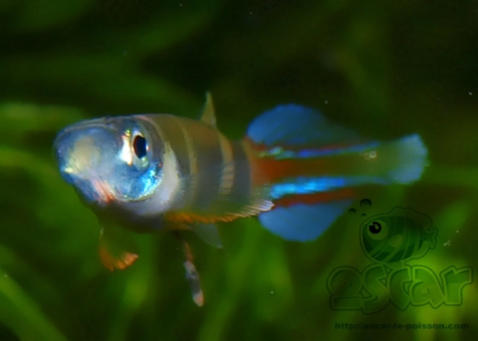 Clown Killifish (Epiplatys annulatus)