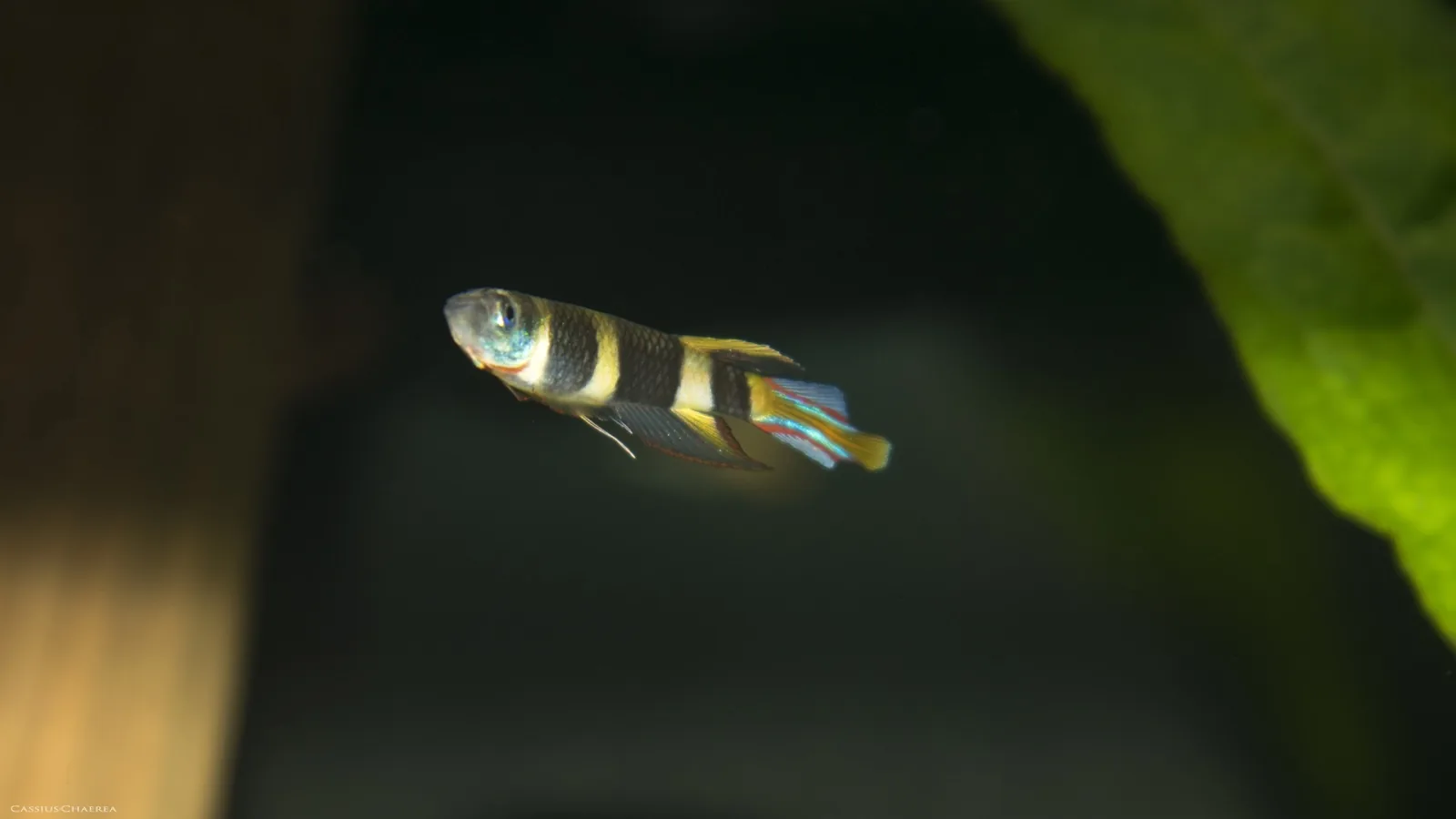 Clown Killifish (Epiplatys annulatus)