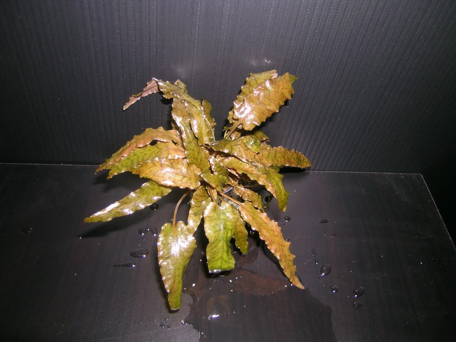 Cryptocoryne Wendtii (Cryptocoryne wendtii)