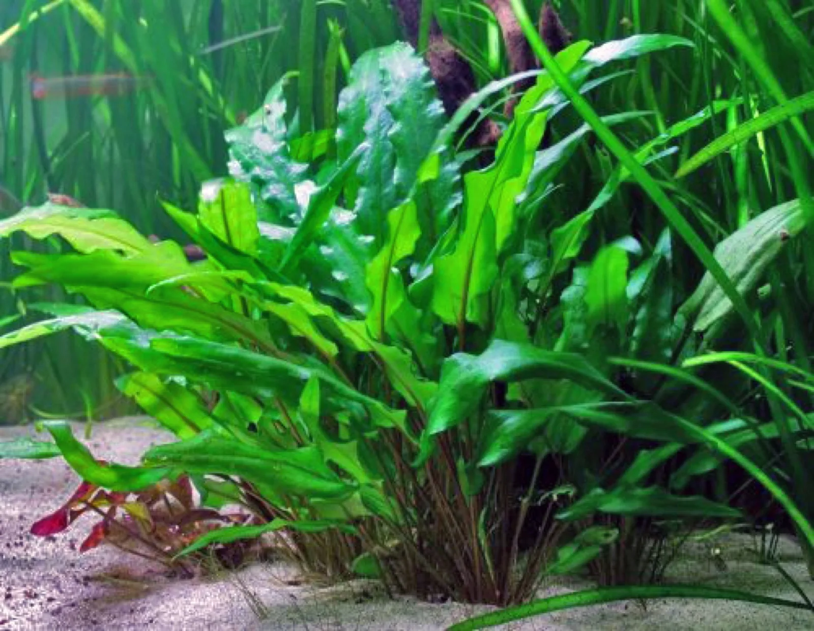 Cryptocoryne Wendtii (Cryptocoryne wendtii)