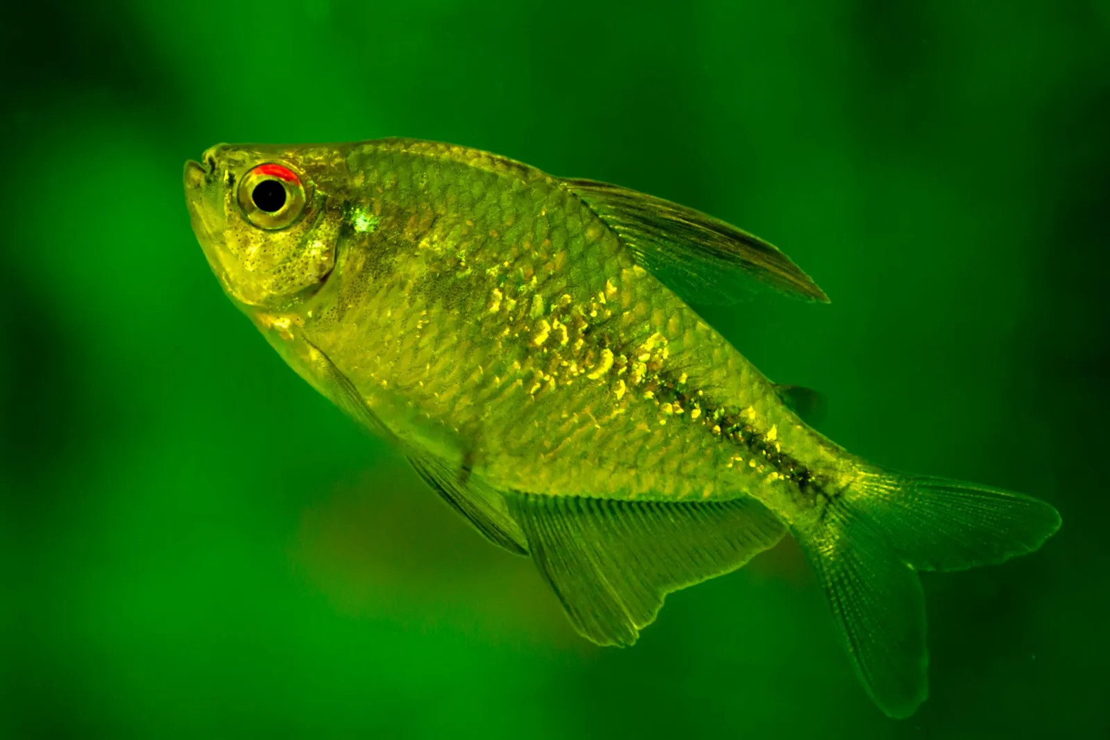 Diamond Tetra (Moenkhausia pittieri)