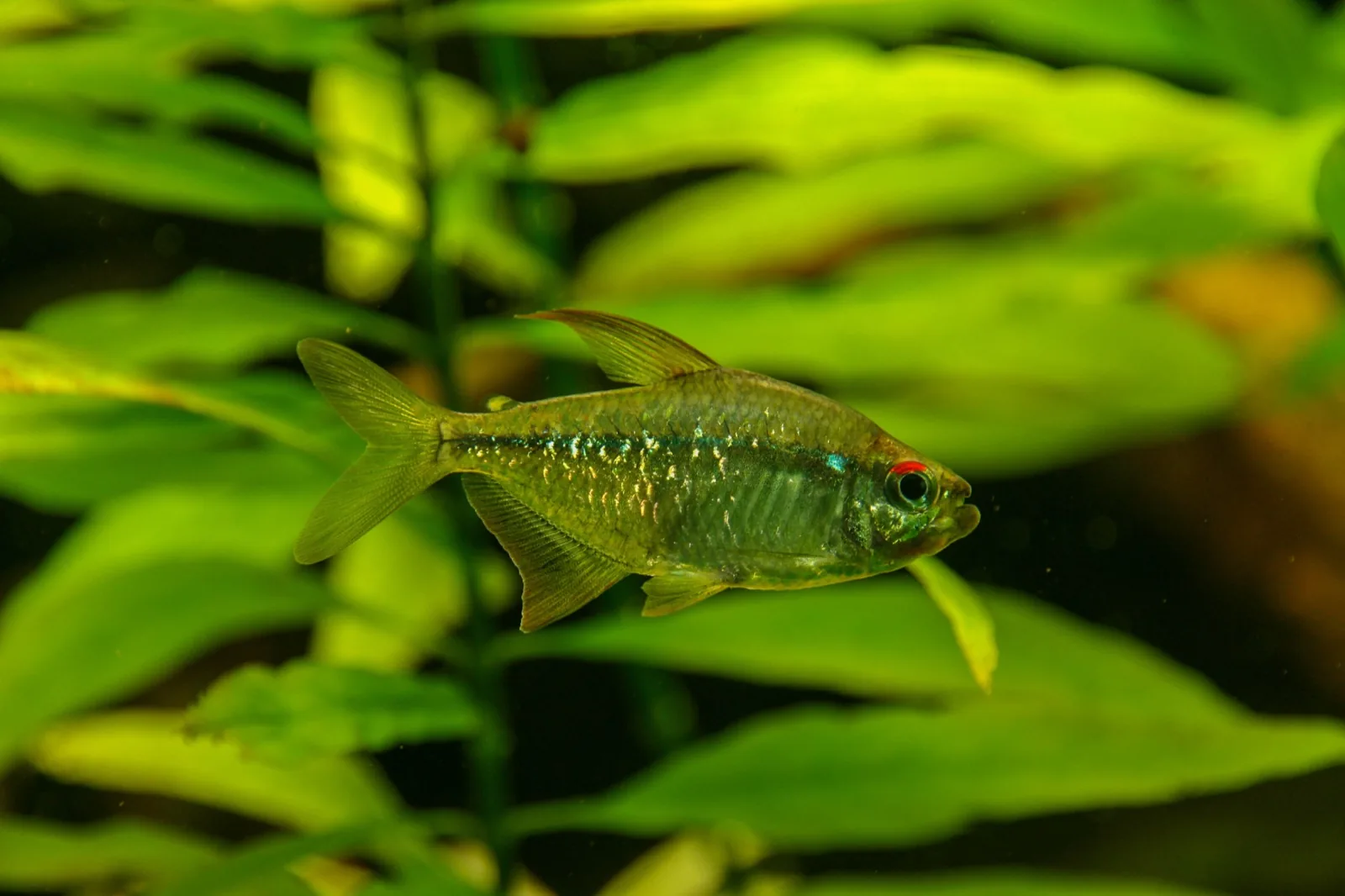 Diamond Tetra (Moenkhausia pittieri)