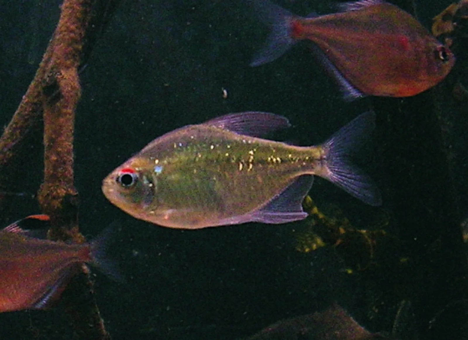 Diamond Tetra (Moenkhausia pittieri)