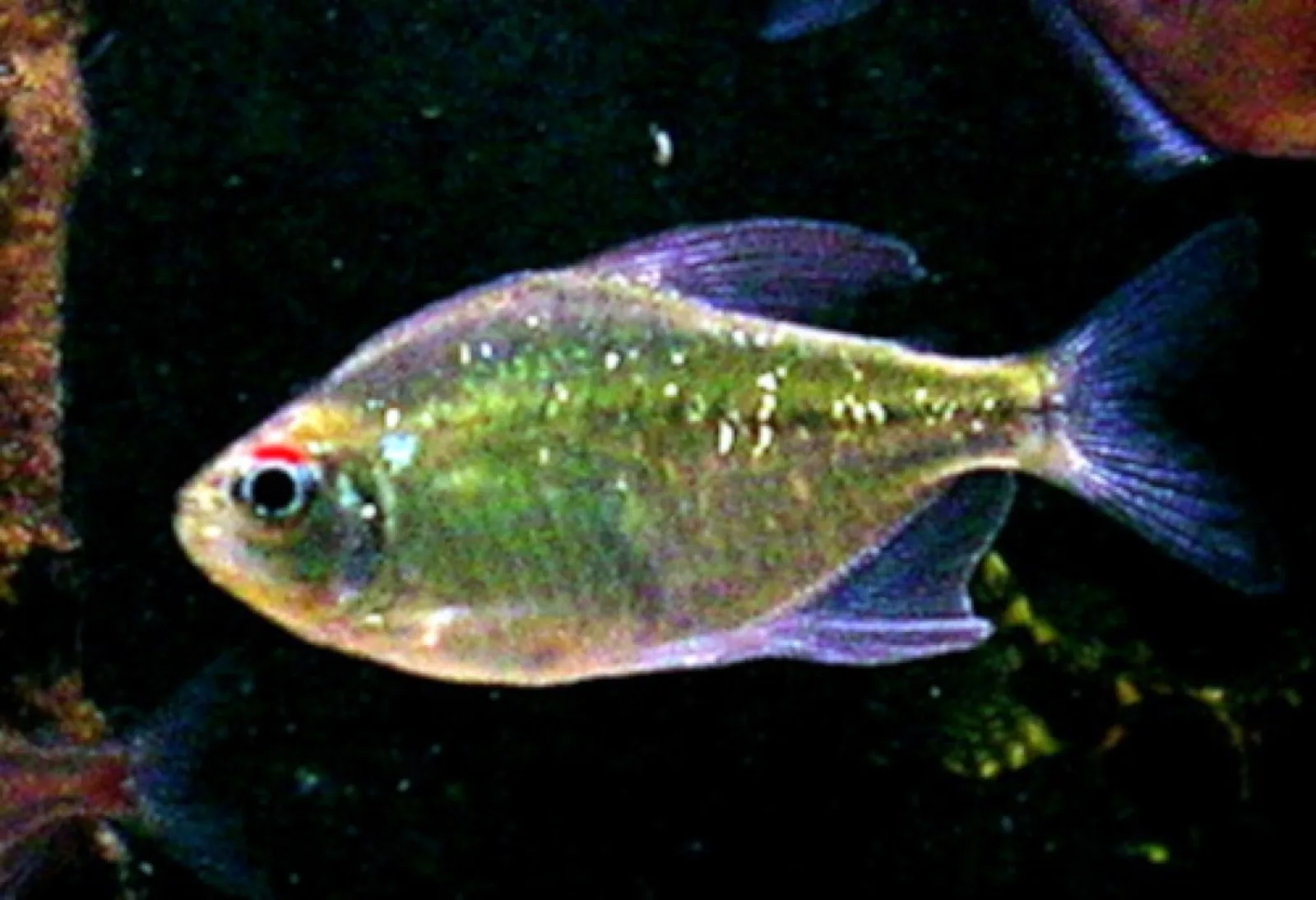 Diamond Tetra (Moenkhausia pittieri)