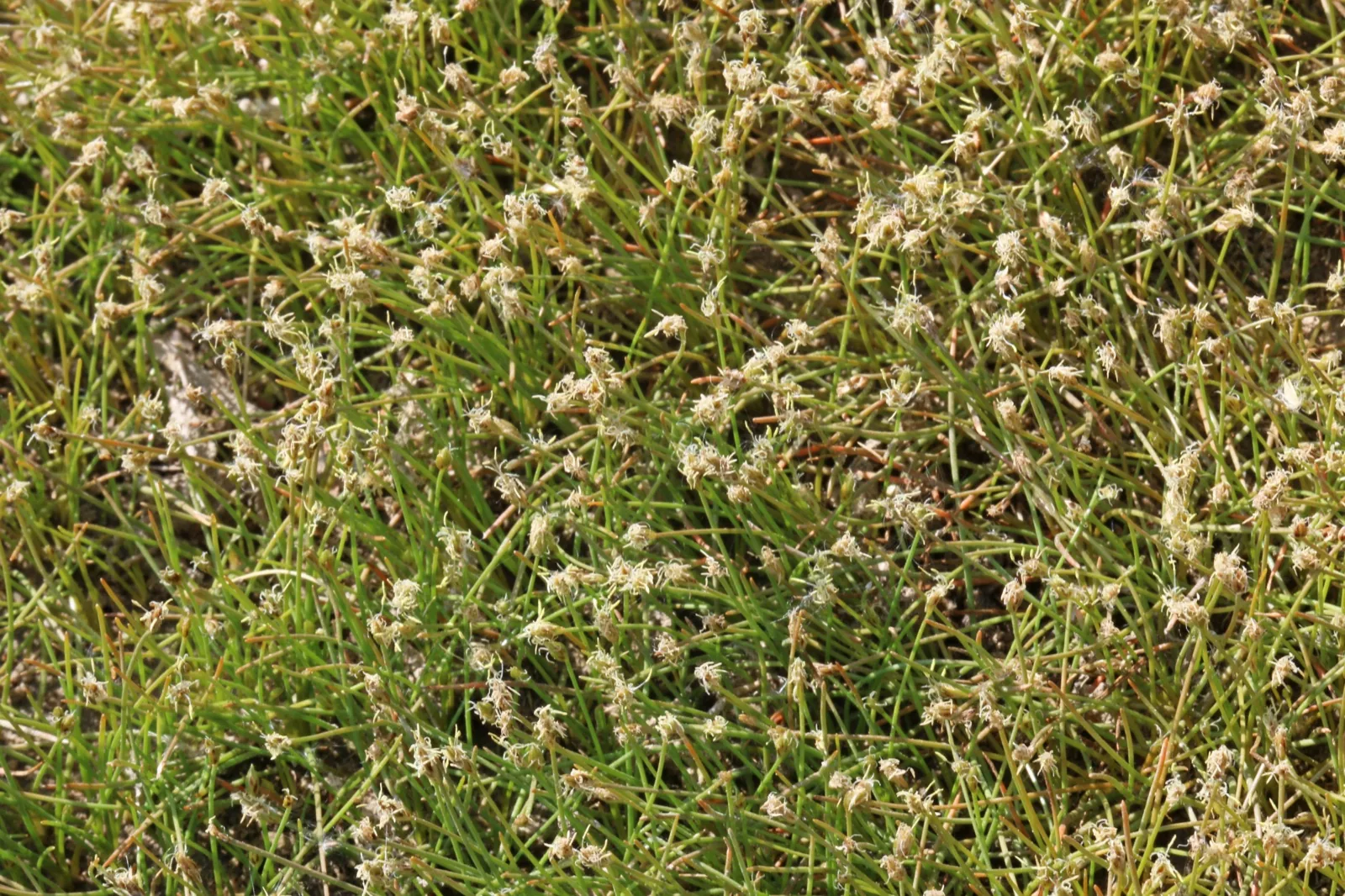 Dwarf Hairgrass (Eleocharis parvula)