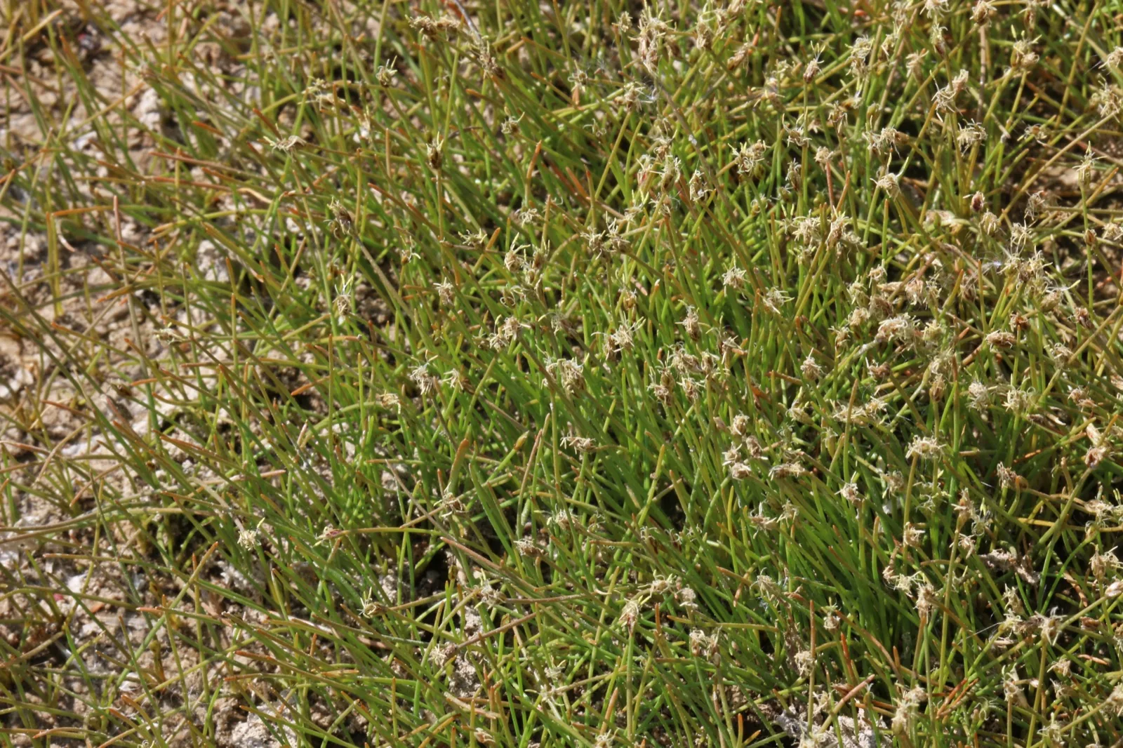Dwarf Hairgrass (Eleocharis parvula)