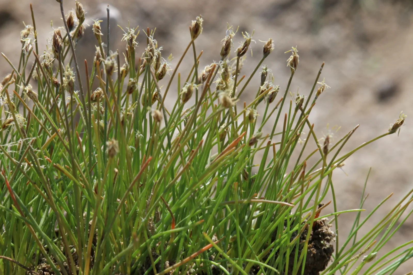 Dwarf Hairgrass (Eleocharis parvula)