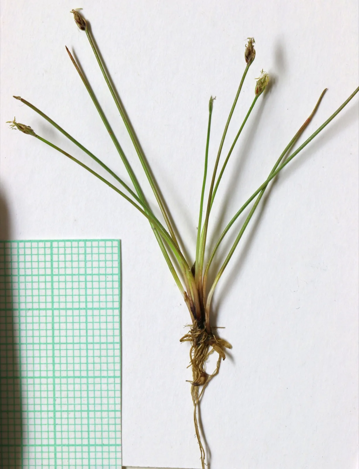 Dwarf Hairgrass (Eleocharis parvula)