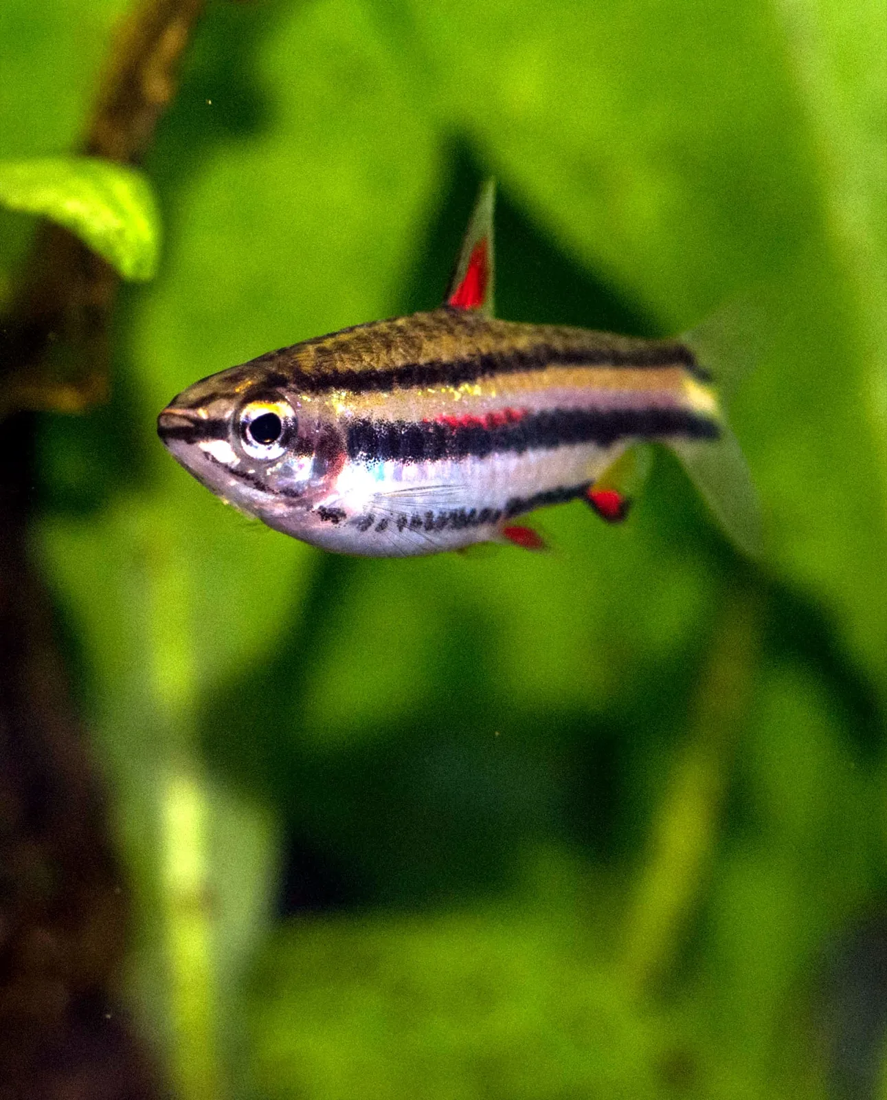 Dwarf Pencilfish (Nannostomus marginatus)