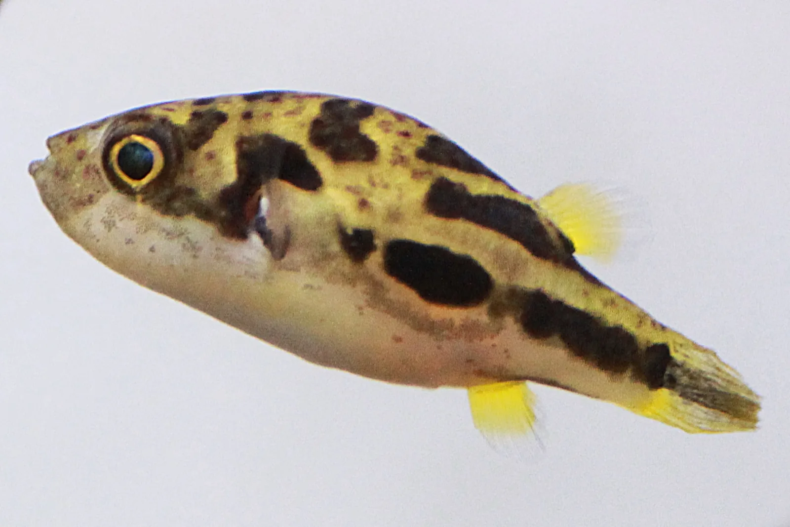 Dwarf Puffer (Carinotetraodon travancoricus)