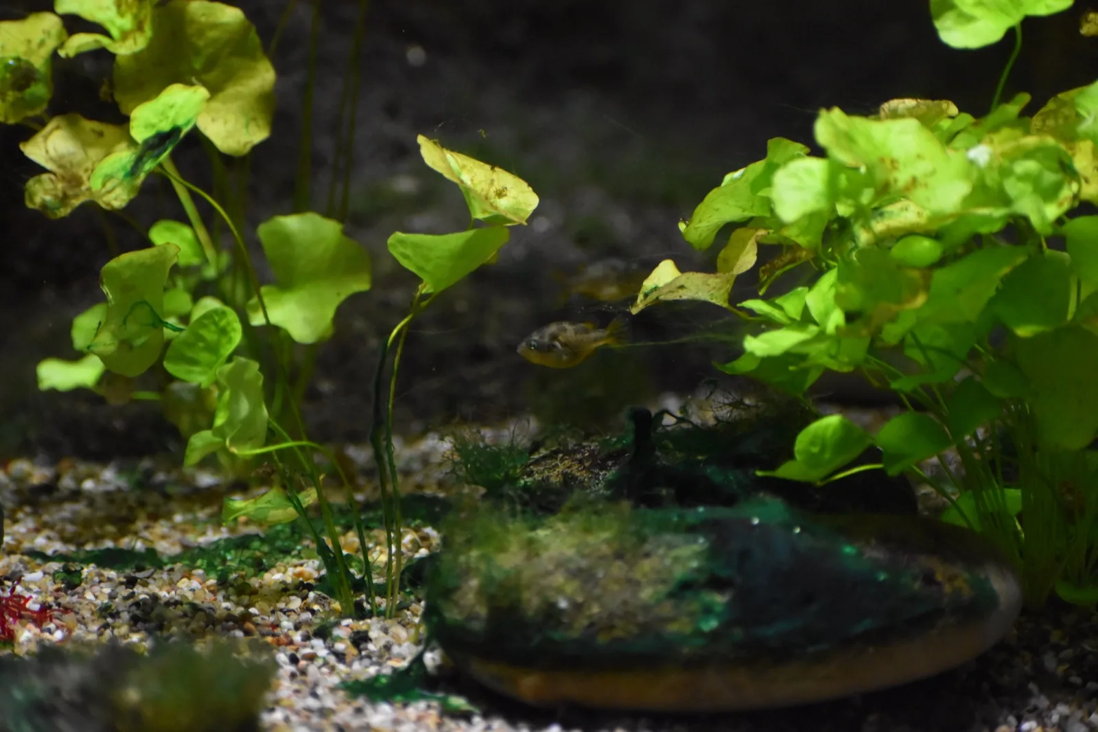 Dwarf Puffer (Carinotetraodon travancoricus)