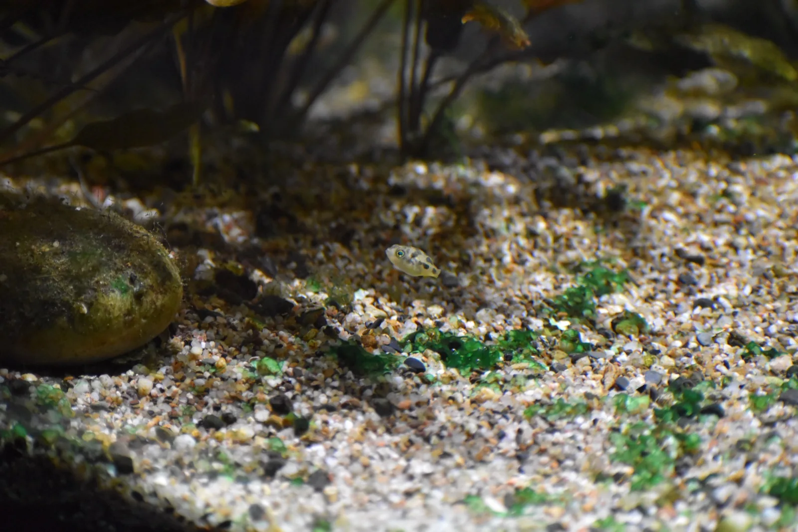 Dwarf Puffer (Carinotetraodon travancoricus)