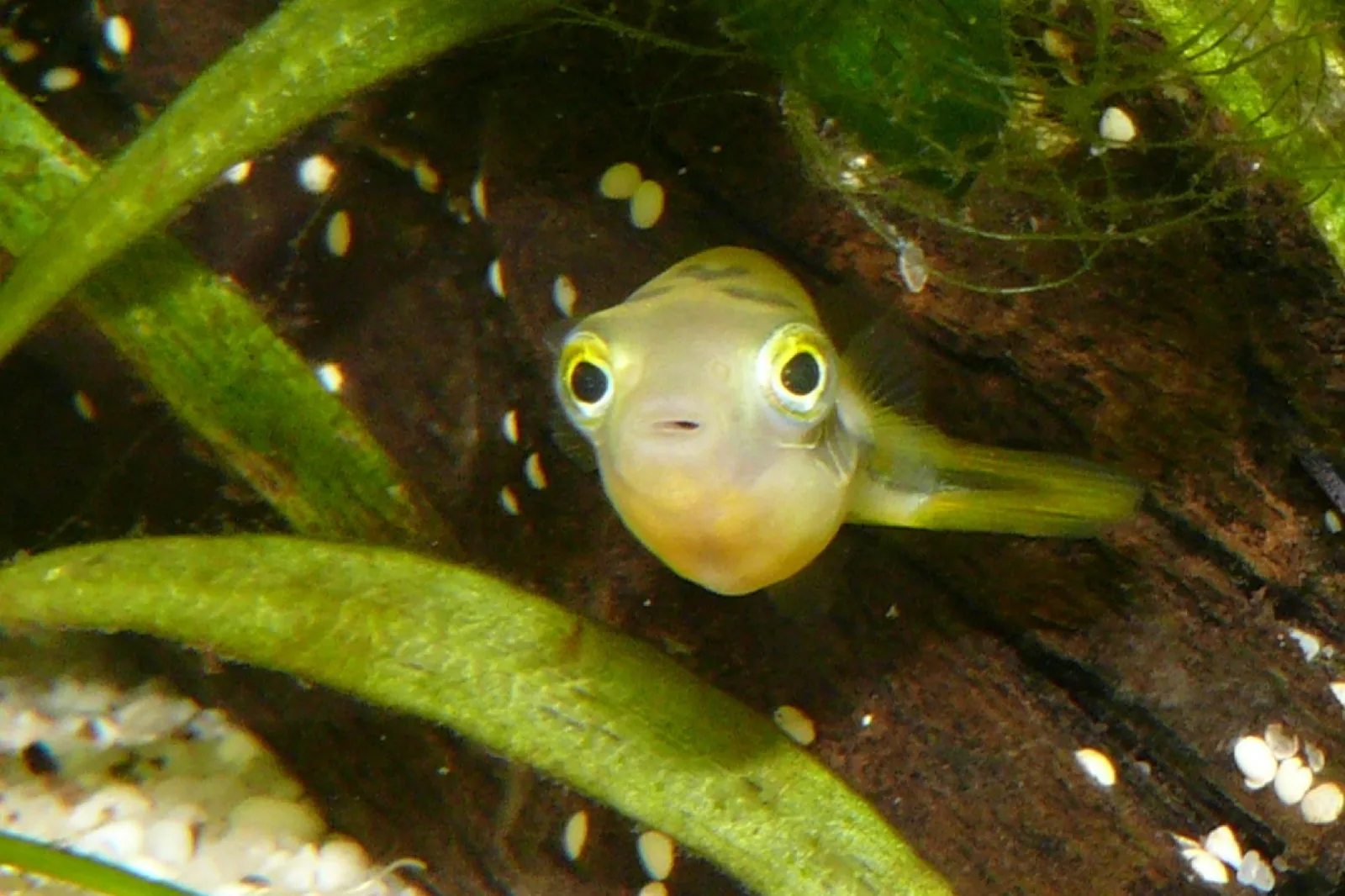 Dwarf Puffer (Carinotetraodon travancoricus)