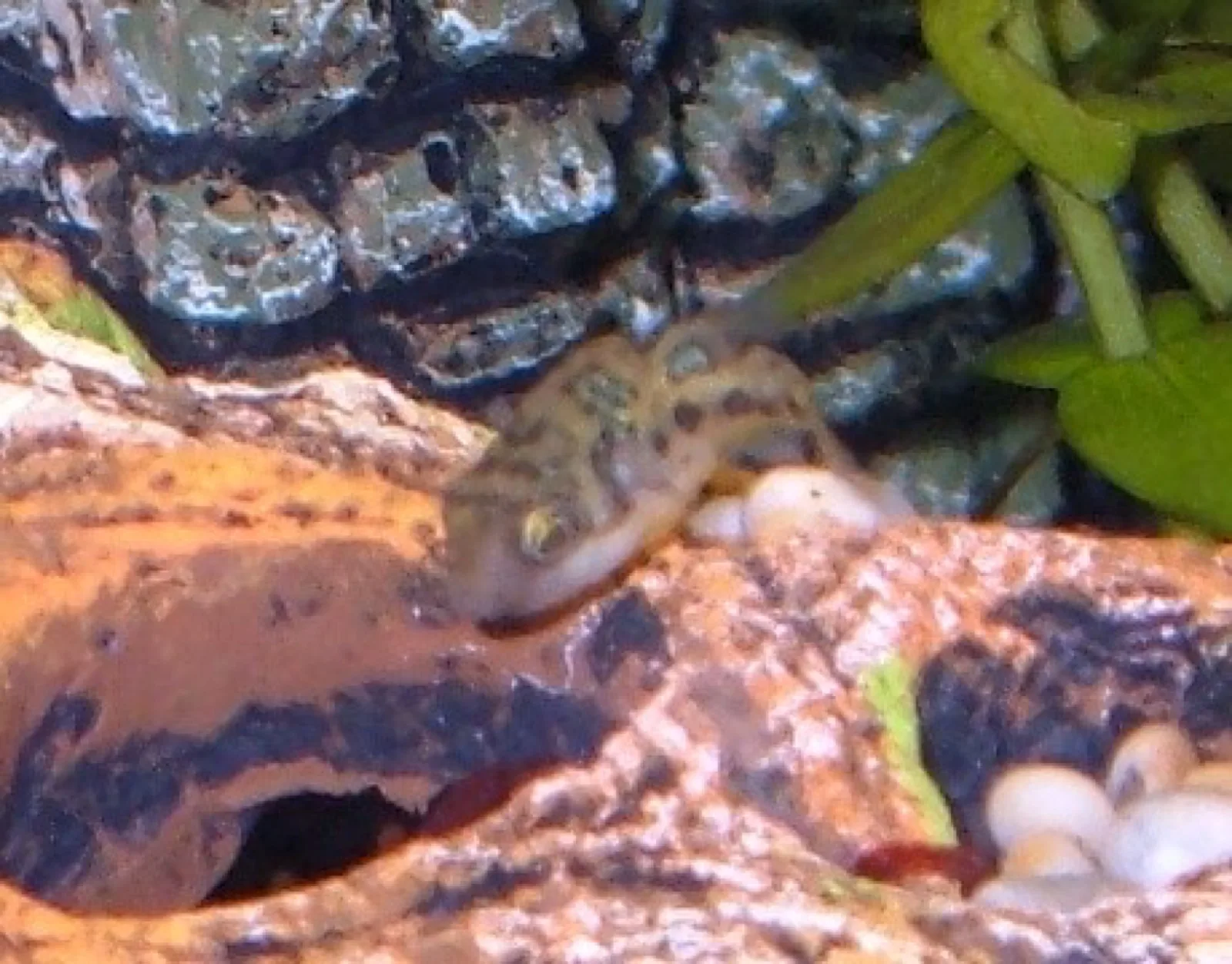 Dwarf Puffer (Carinotetraodon travancoricus)