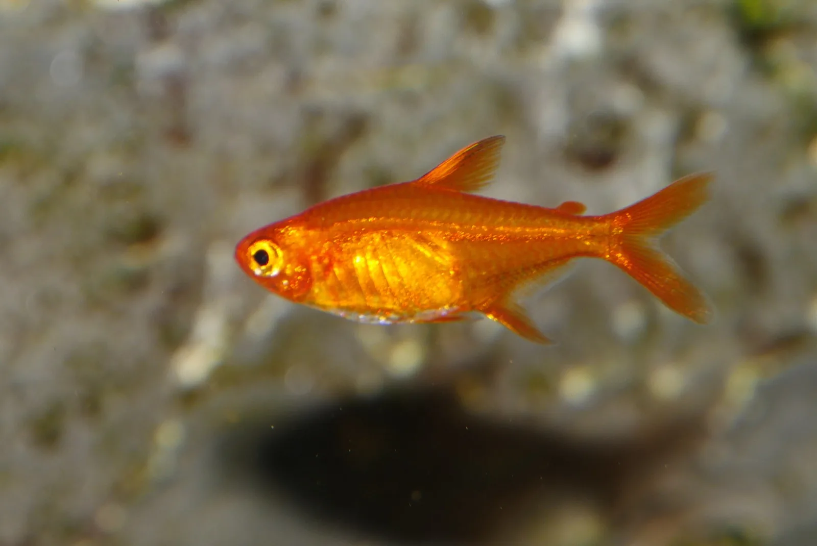 Ember Tetra (Hyphessobrycon amandae)