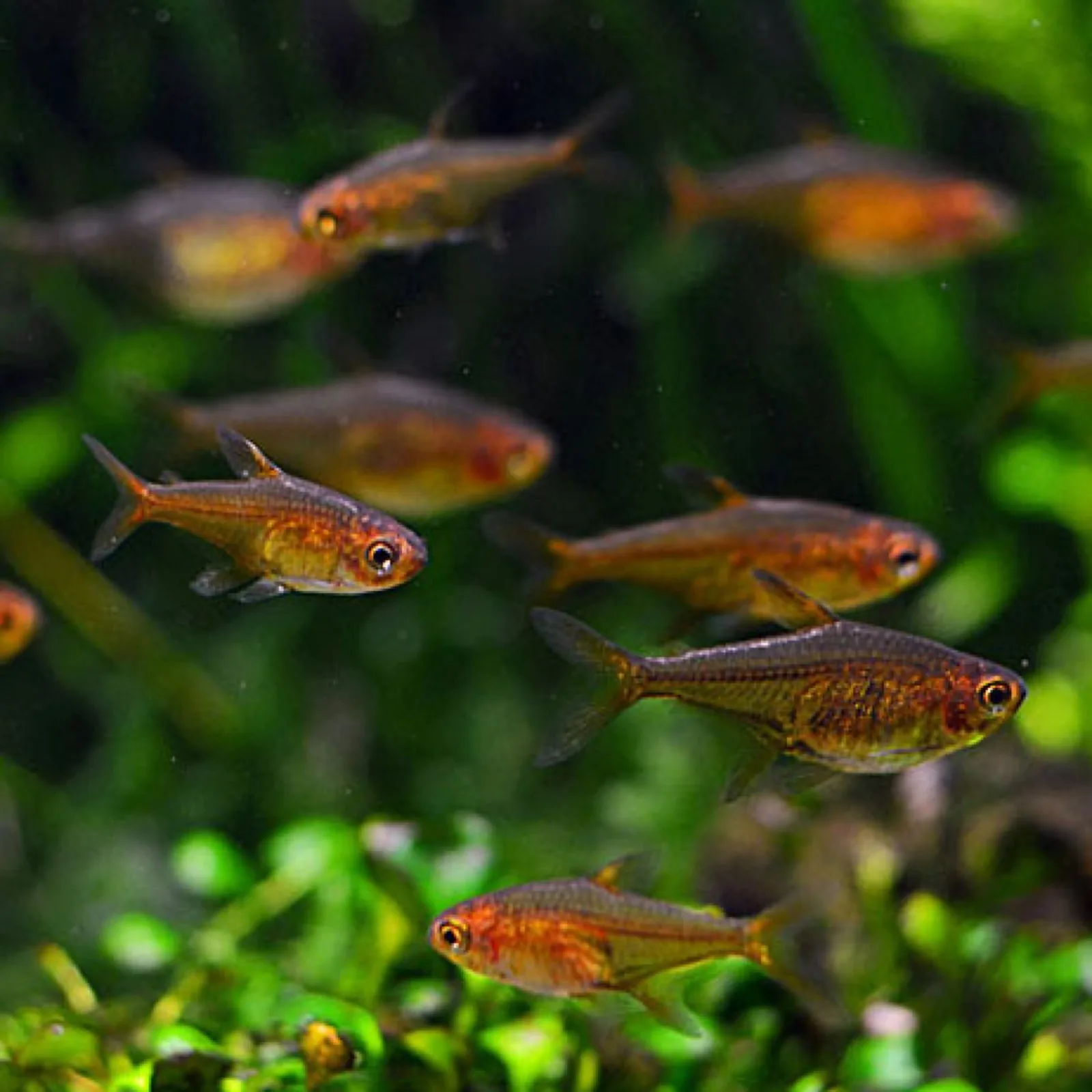 Ember Tetra (Hyphessobrycon amandae)