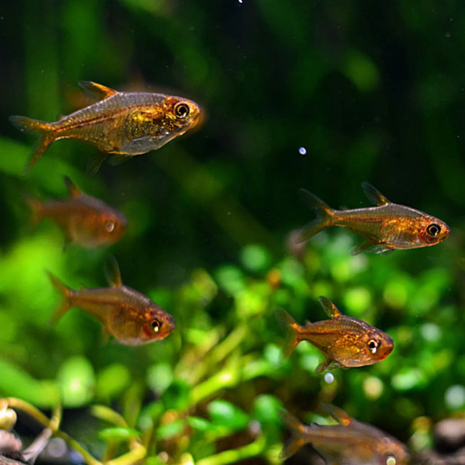 Ember Tetra (Hyphessobrycon amandae)