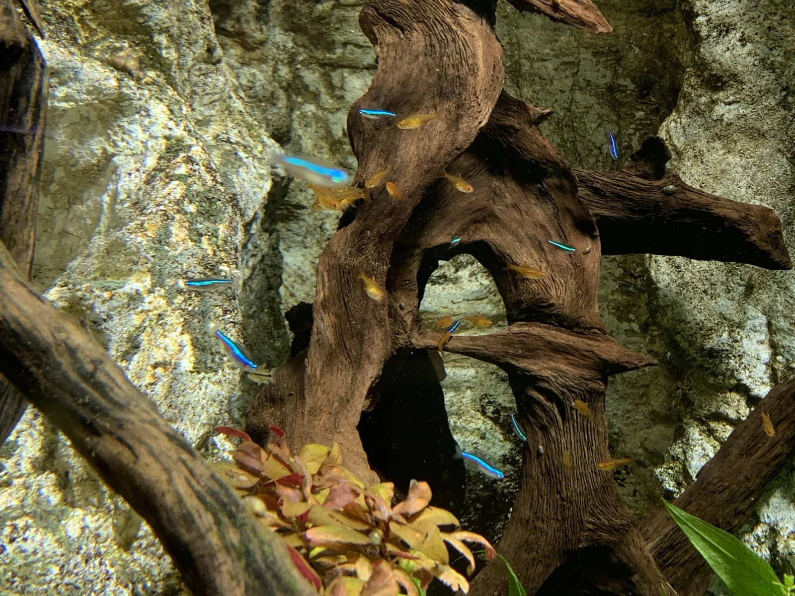 Ember Tetra (Hyphessobrycon amandae)