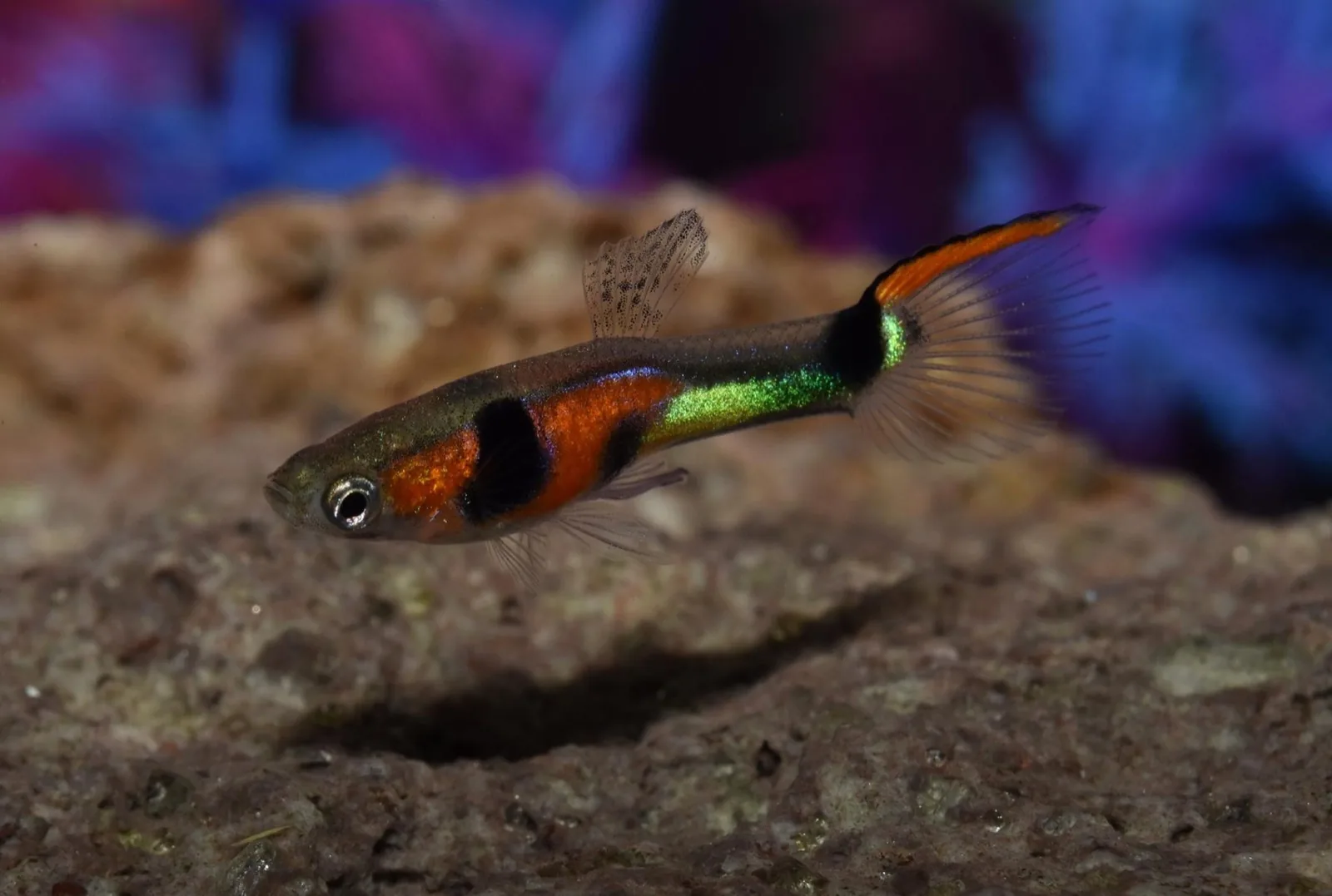 Endler's Livebearer (Poecilia wingei)