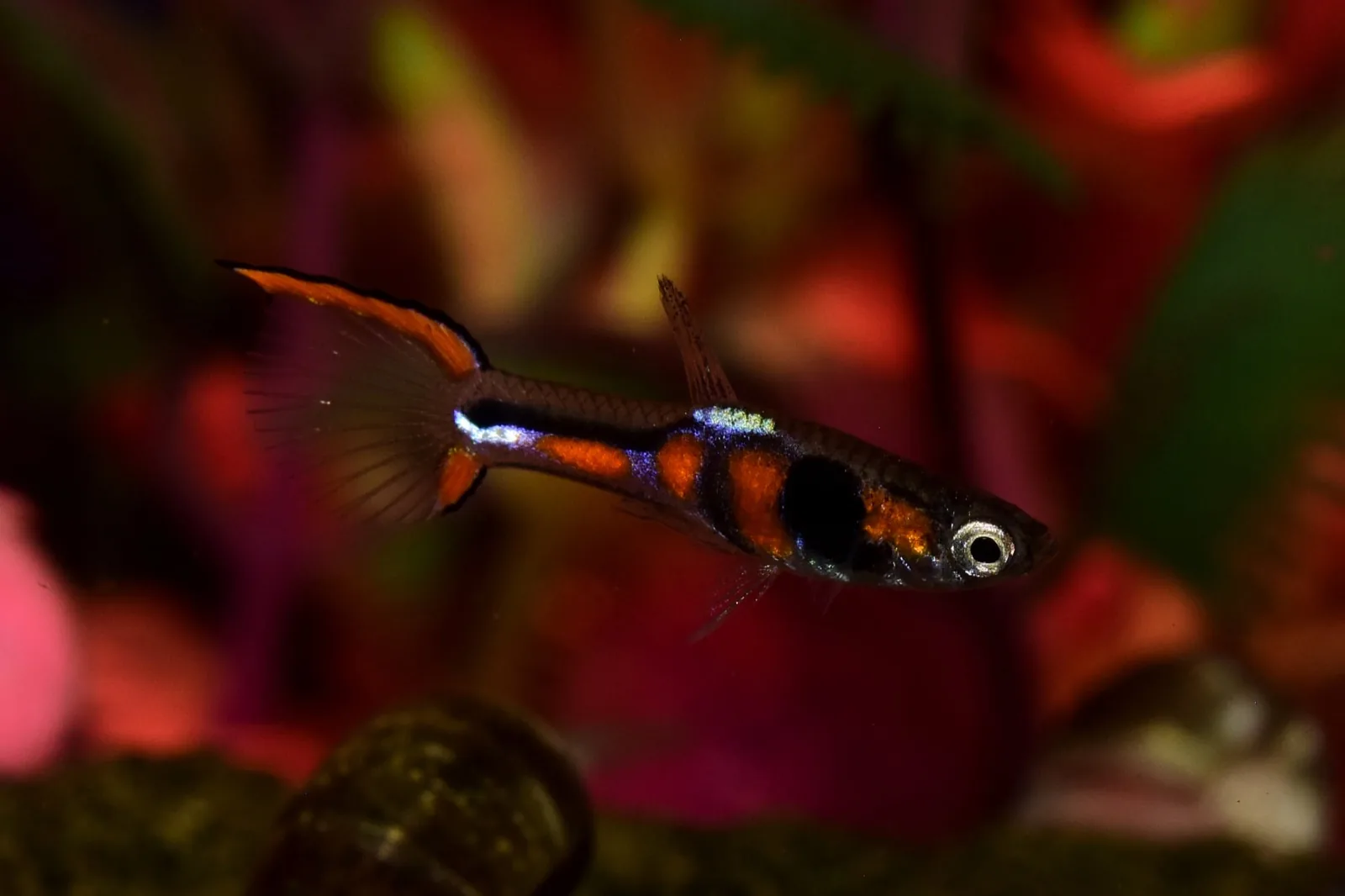 Endler's Livebearer (Poecilia wingei)