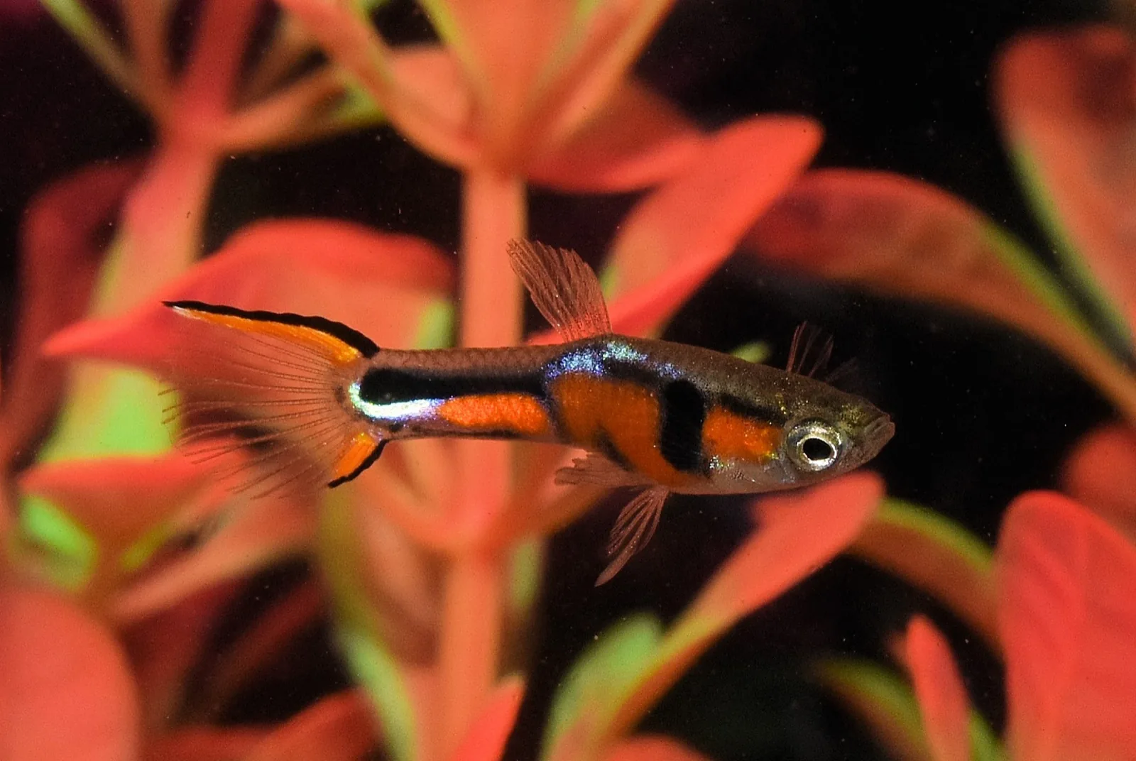 Endler's Livebearer (Poecilia wingei)