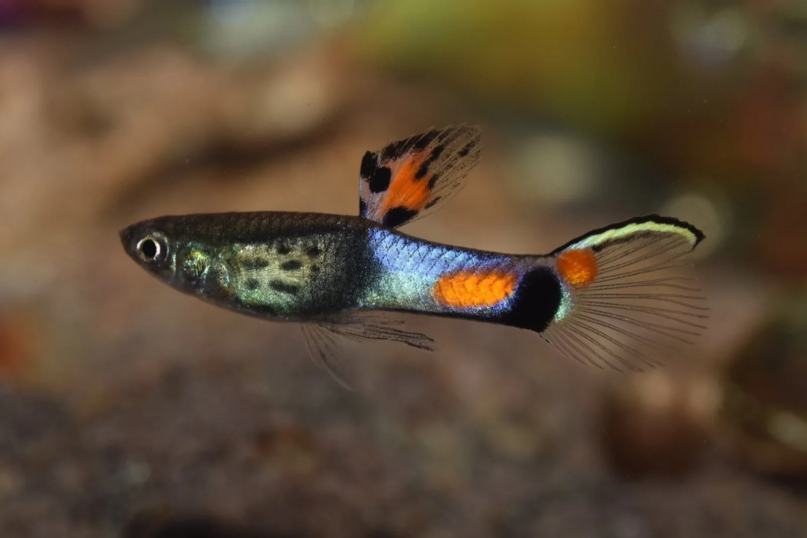 Endler's Livebearer (Poecilia wingei)