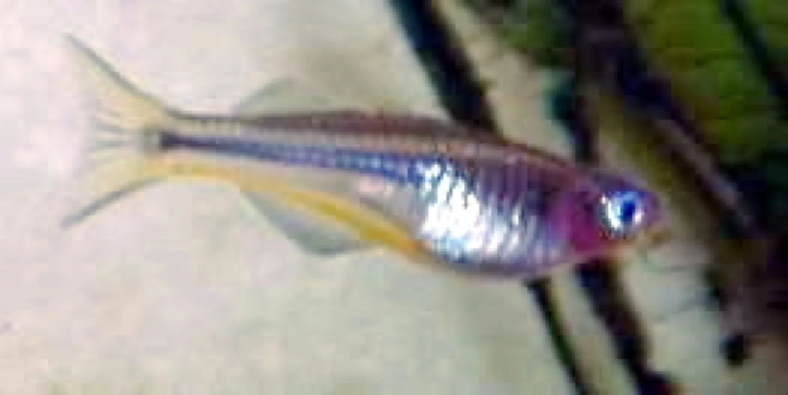 Forktail Blue-Eye (Pseudomugil furcatus)