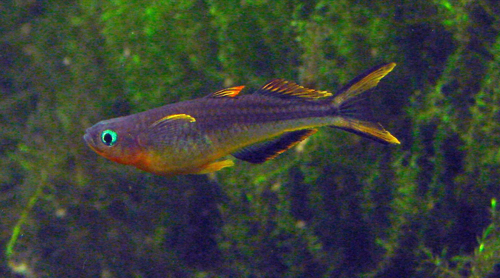 Forktail Blue-Eye (Pseudomugil furcatus)