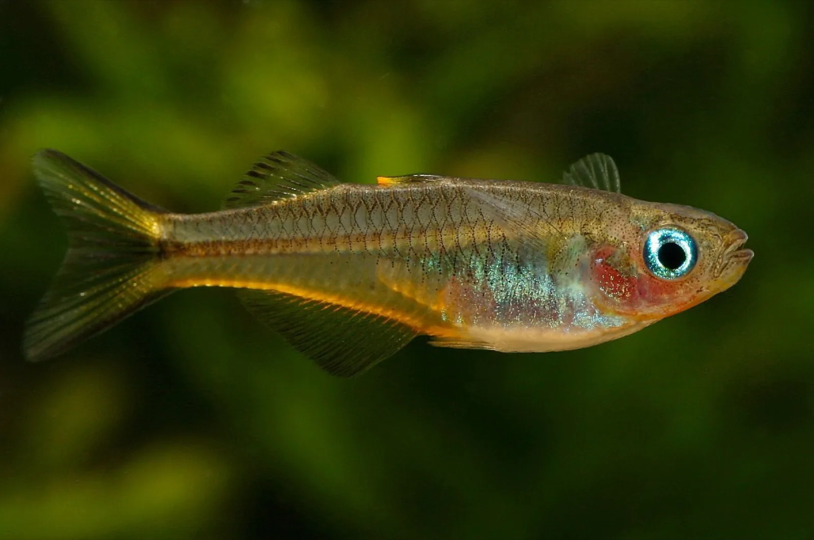 Forktail Blue-Eye (Pseudomugil furcatus)