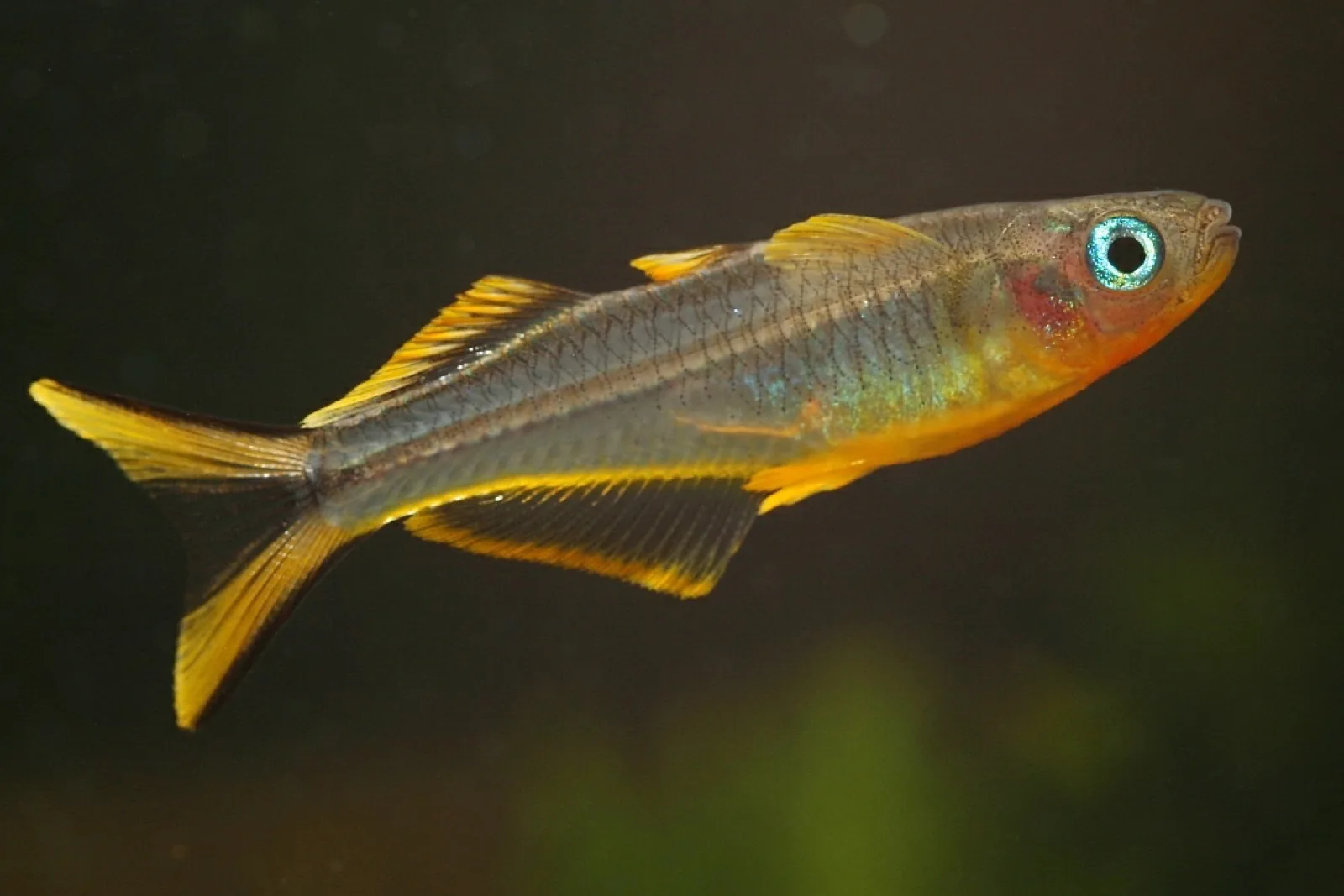 Forktail Blue-Eye (Pseudomugil furcatus)