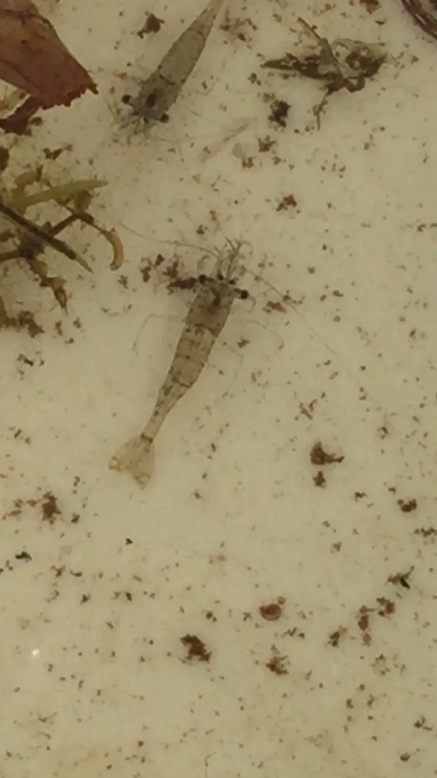 Ghost / Glass Shrimp (Palaemonetes paludosus)