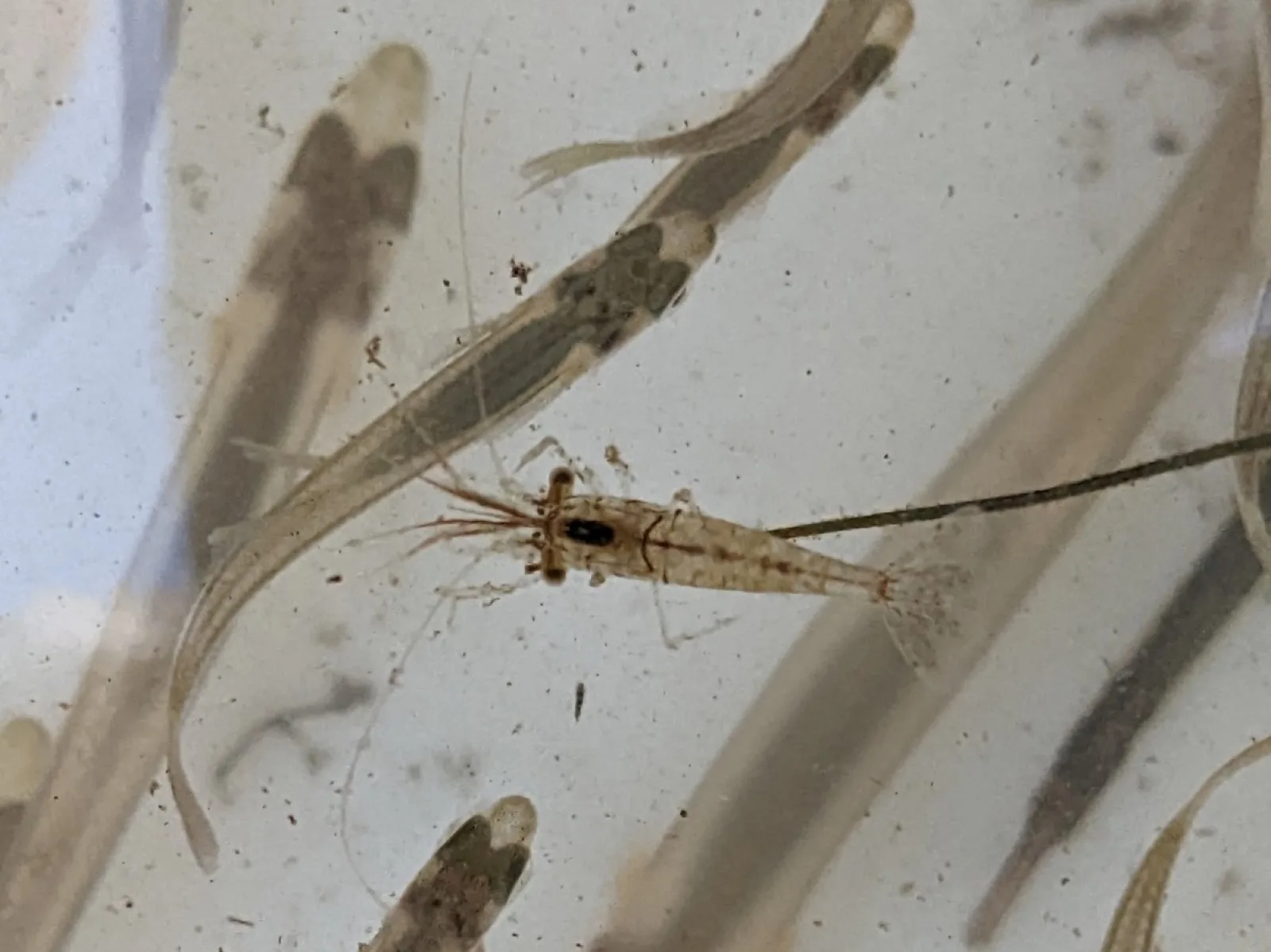 Ghost / Glass Shrimp (Palaemonetes paludosus)