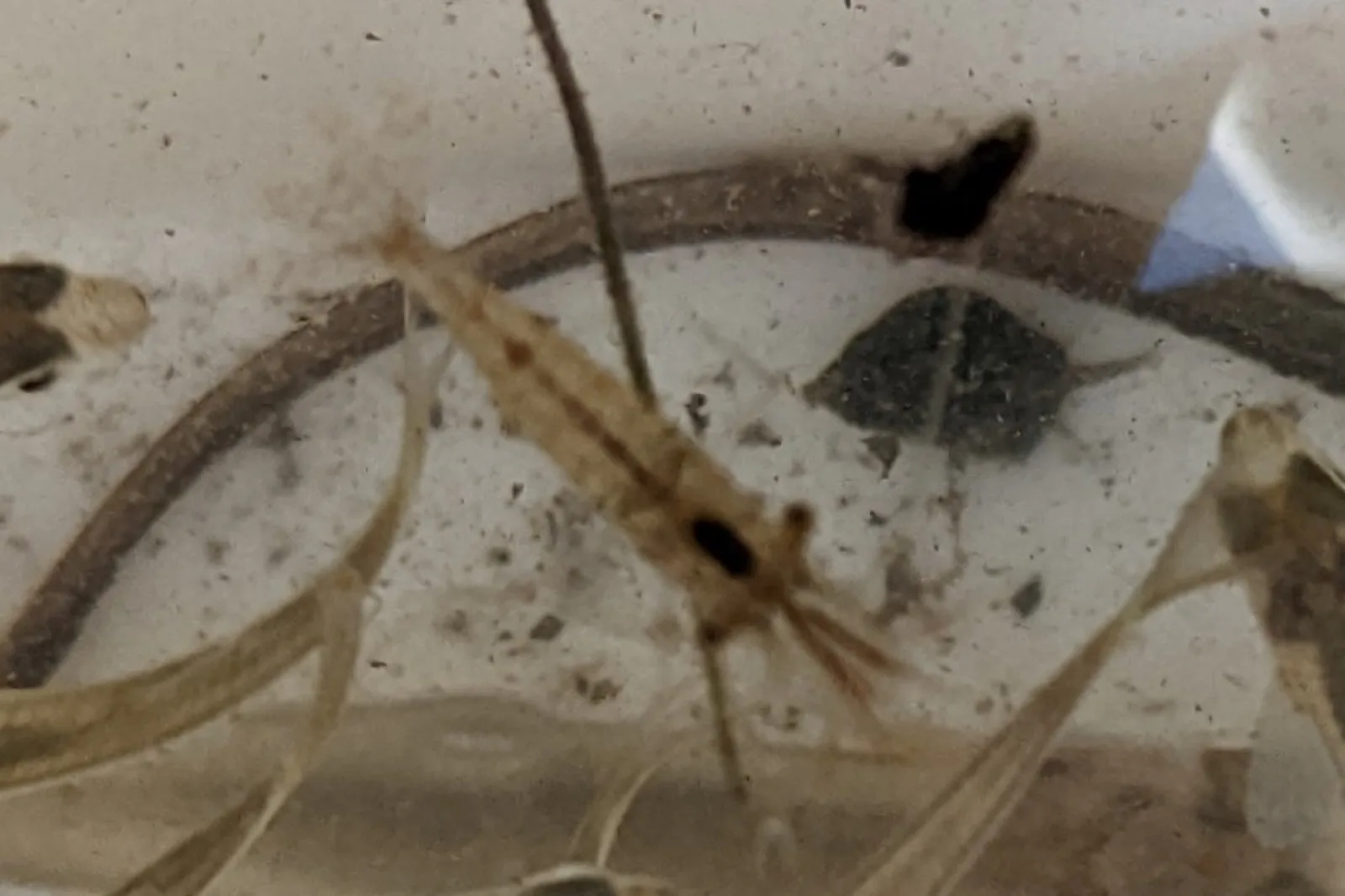 Ghost / Glass Shrimp (Palaemonetes paludosus)